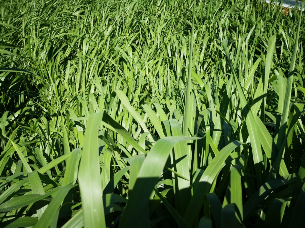Semilla pasto brachiaria brizantha toledo/25kg