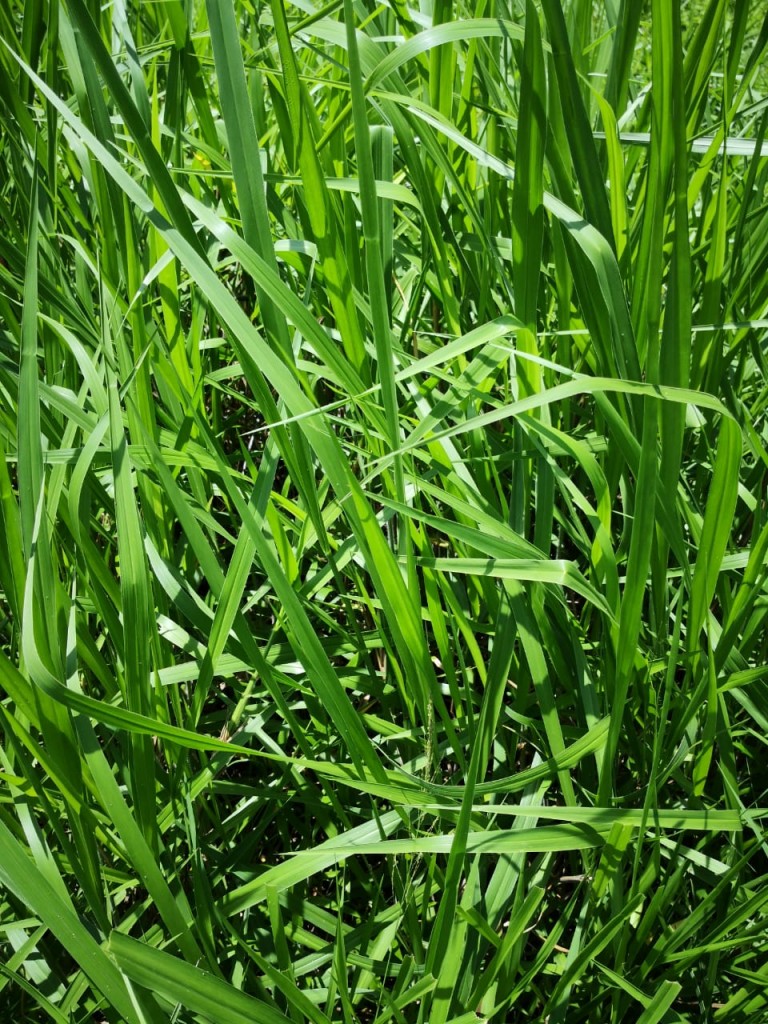 Semilla pasto brachiaria brizantha piata/25kg