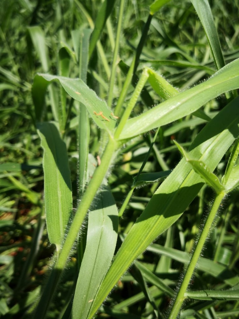 Semilla pasto brachiaria ruziziensis/25kg