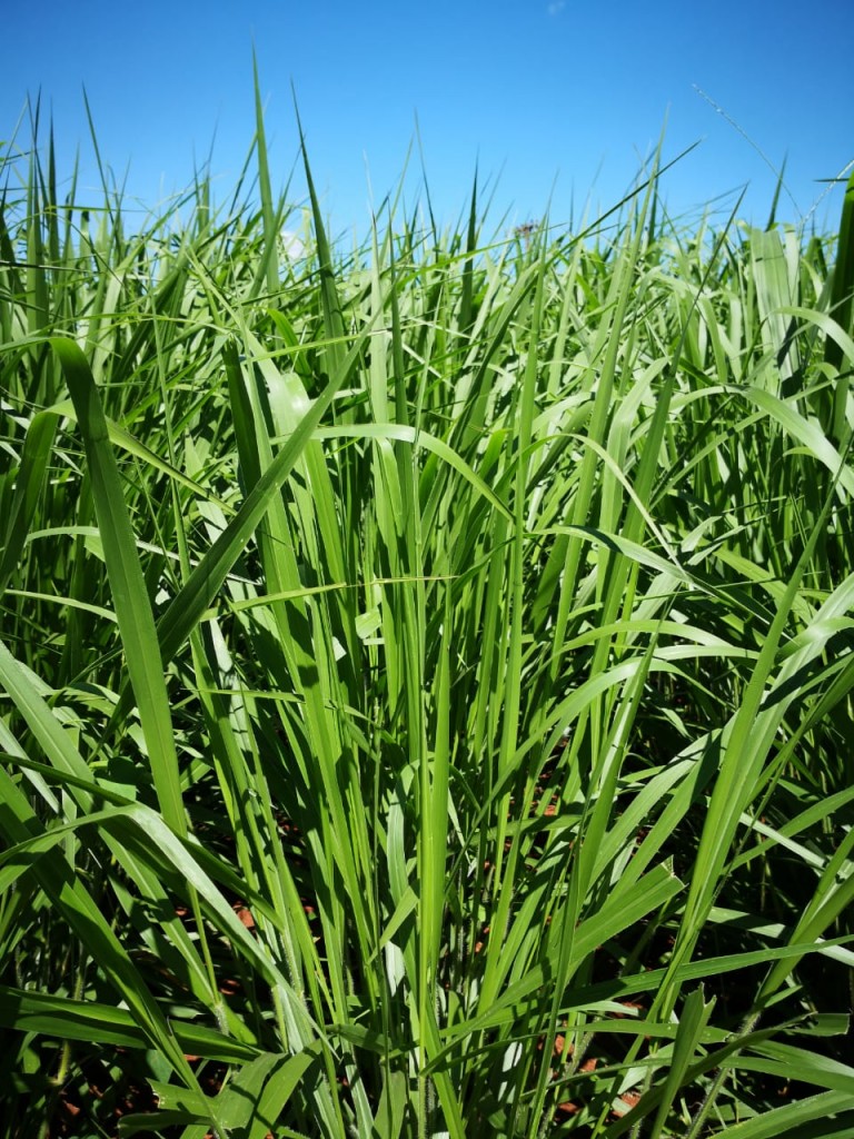 Semilla pasto brachiaria brizantha marandu/25kg