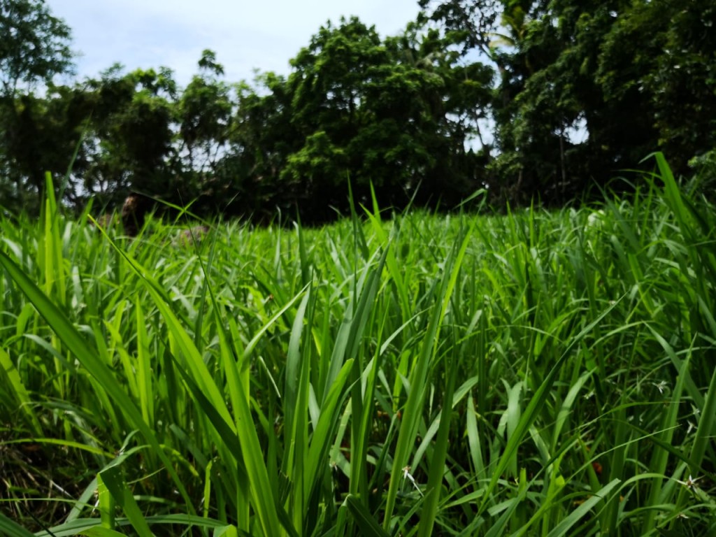 Semilla pasto brachiaria humidicola/25kg