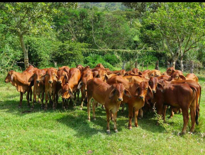 Machos Brahman Rojo peso aprox 220kg