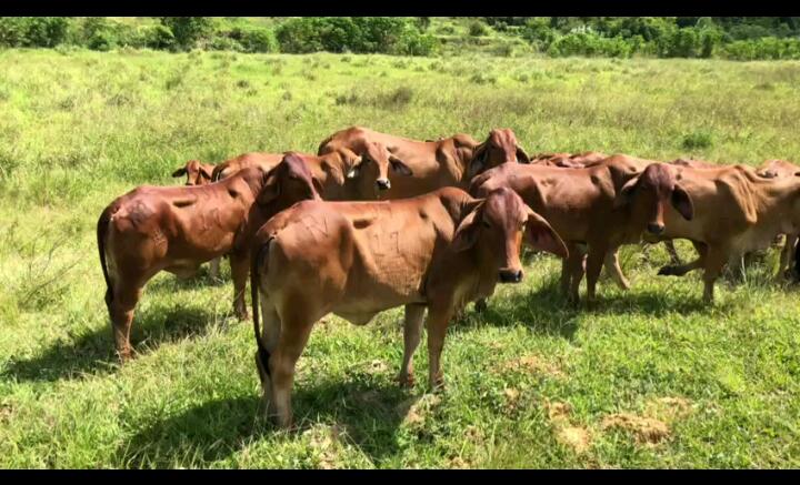 Terneras Brahman Rojo 250kg