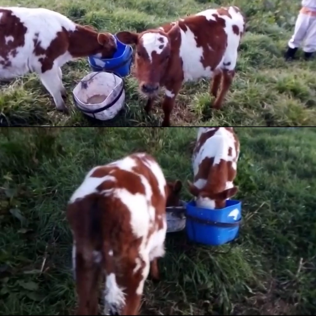Terneras Holstein Rojo