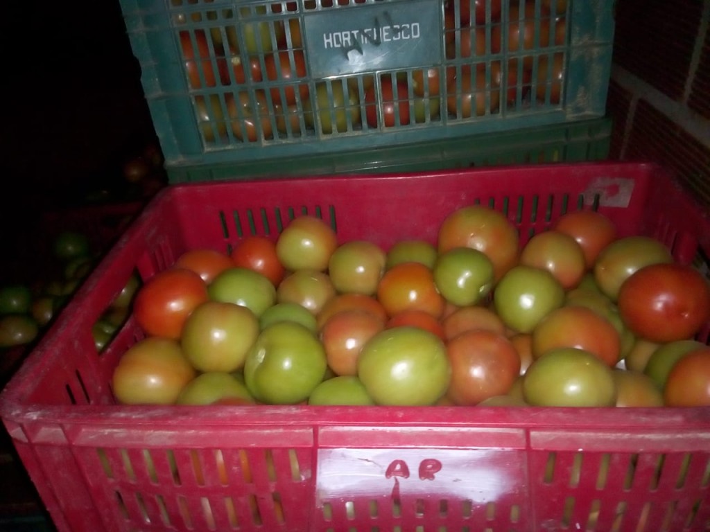 Tomate extra grueso