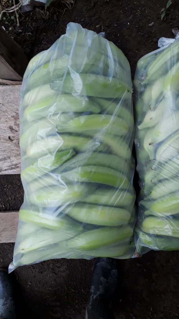 PLATANO HARTON  URABA