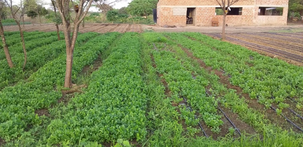 Cilantro