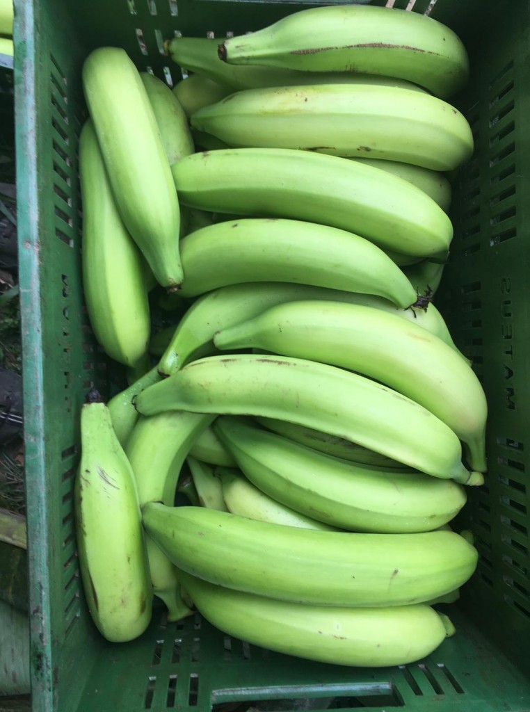 Platano