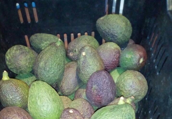 Aguacate Hass
