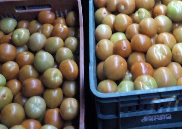 Tomate chonto de primera