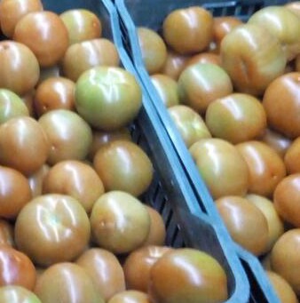 Tomate chonto