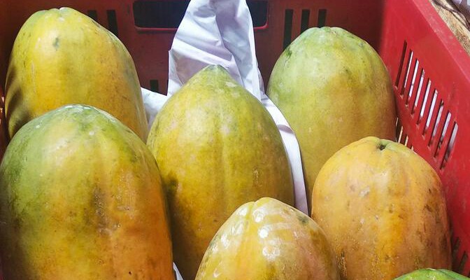 Papaya