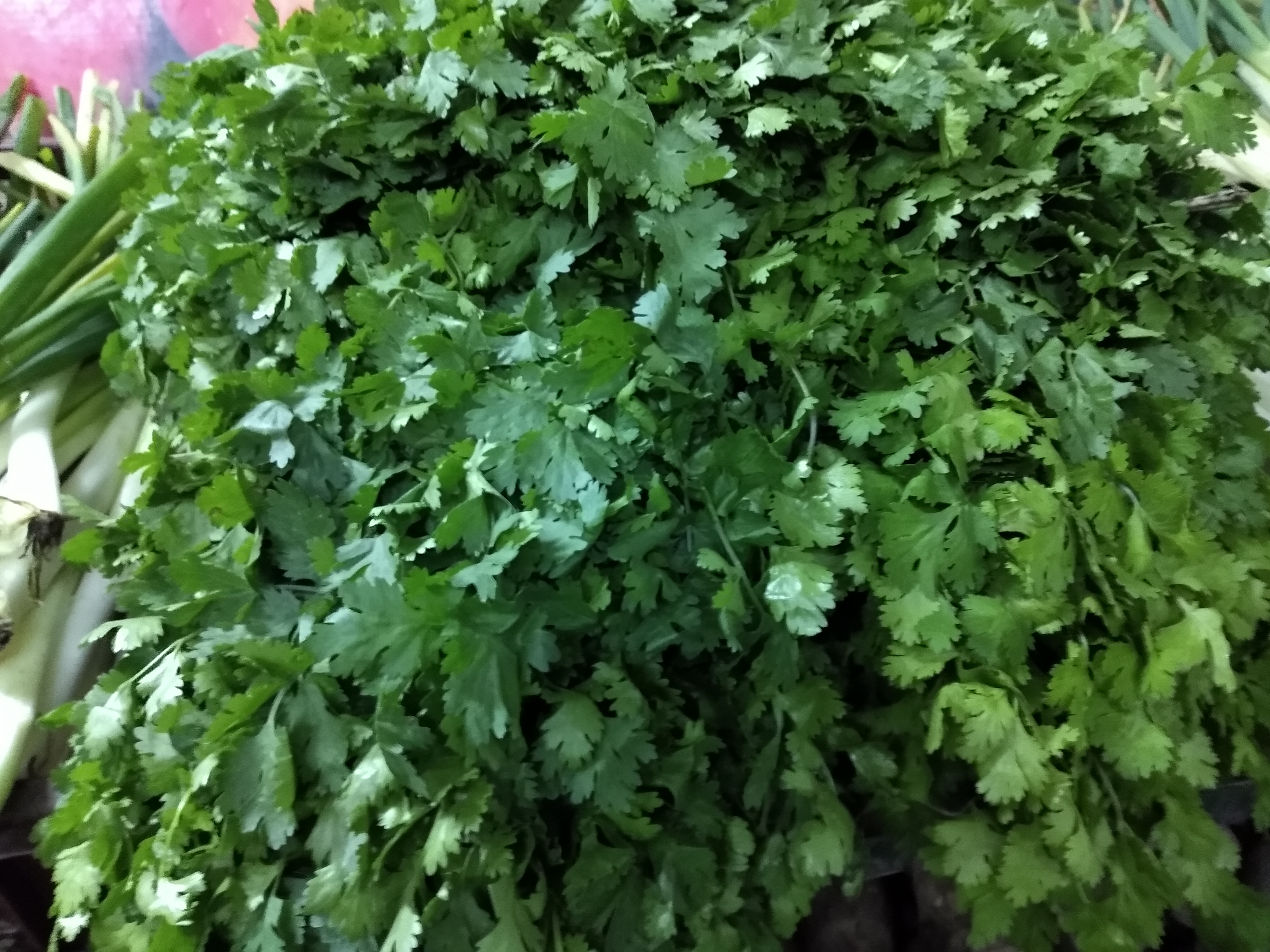Cilantro