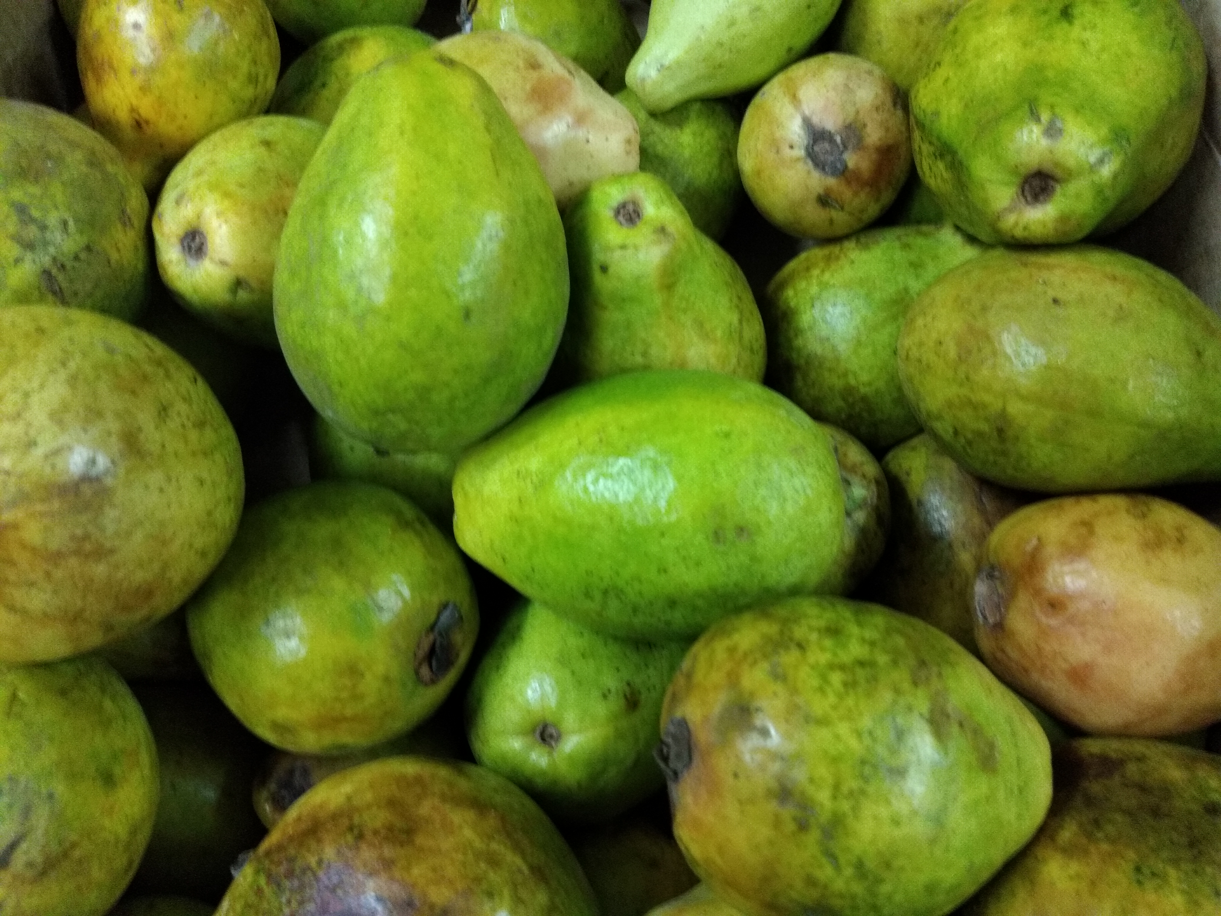 Remolacha