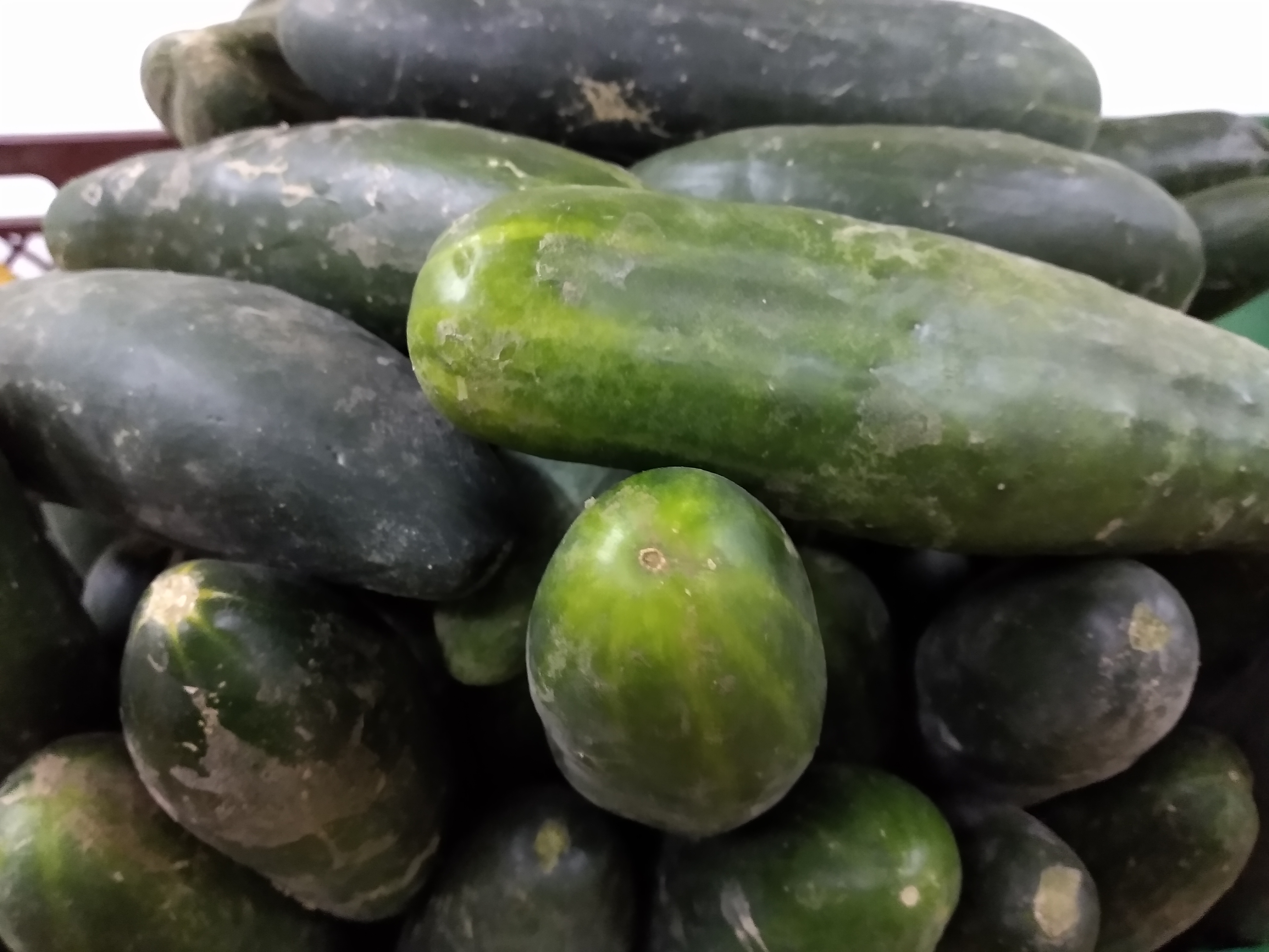 Pepino