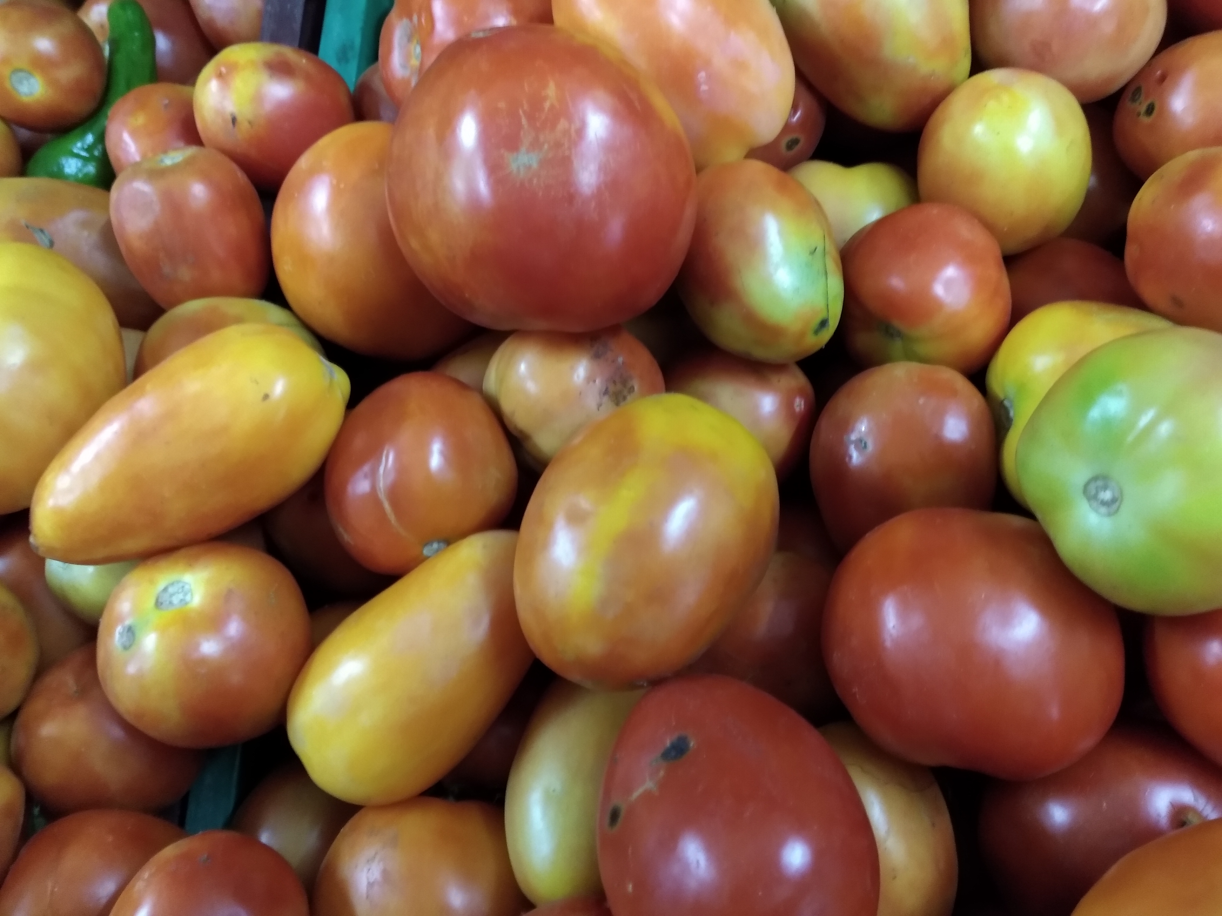 Tomate