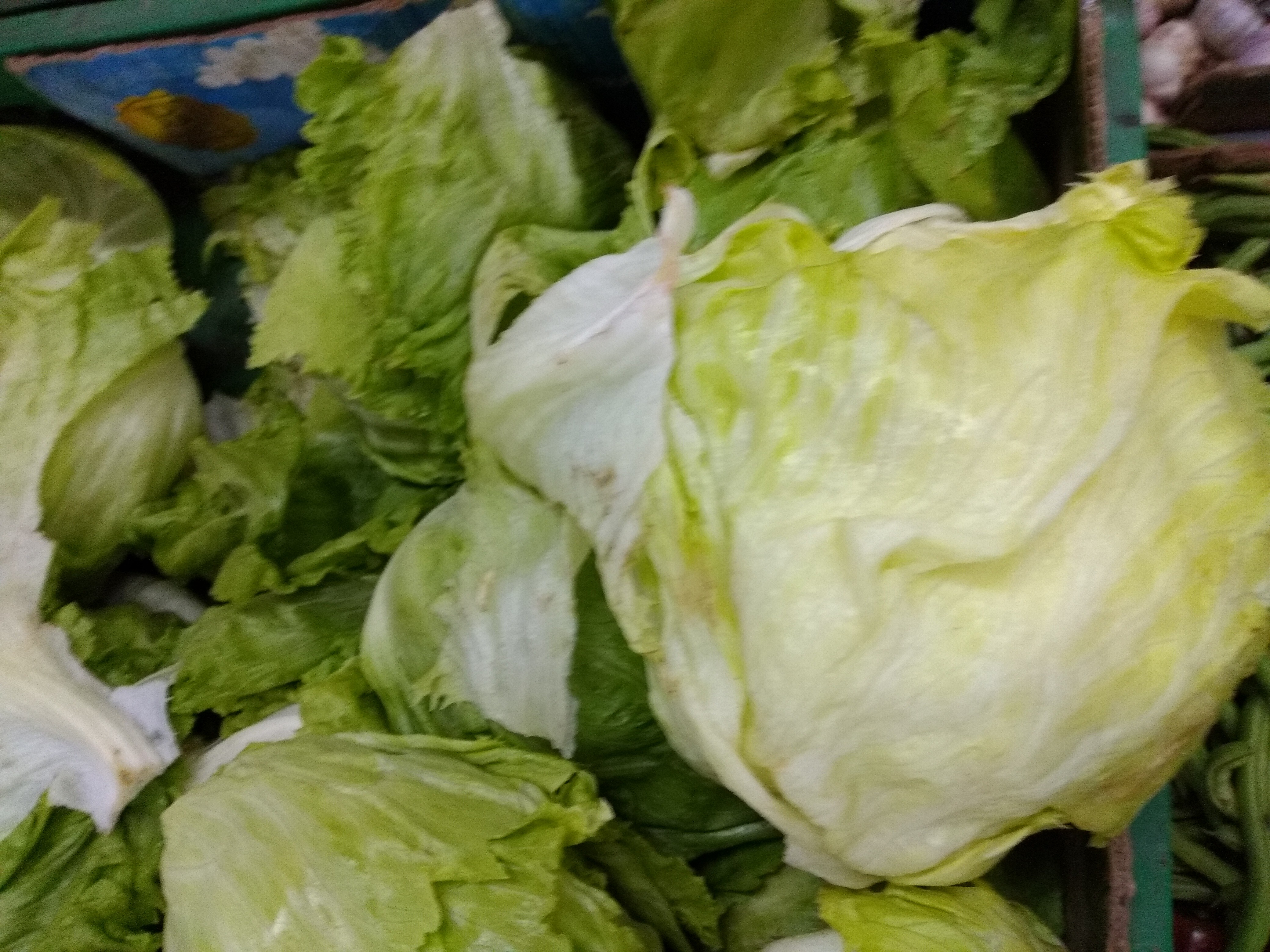 Lechuga