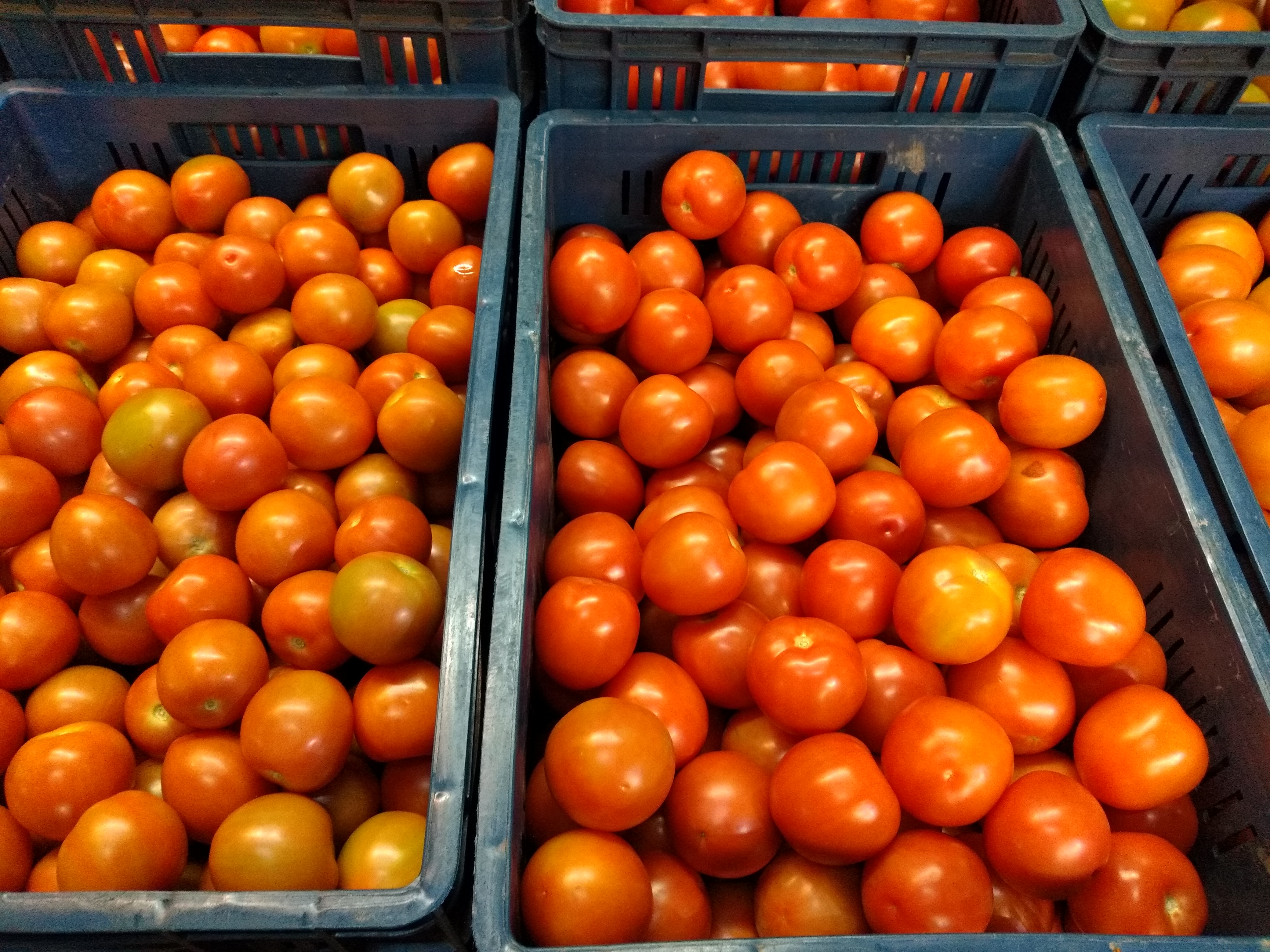 Tomate