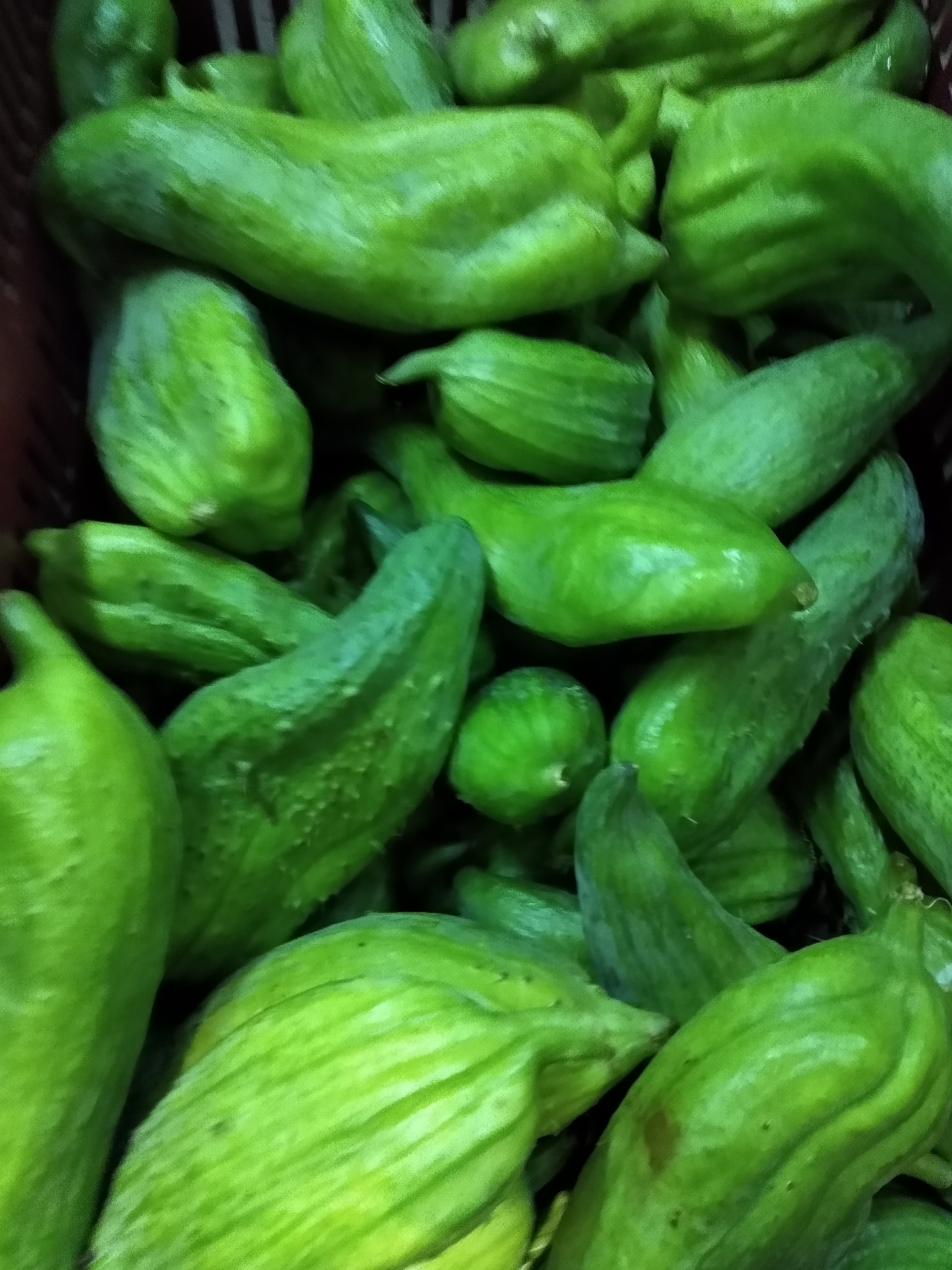 Pepino de guiso