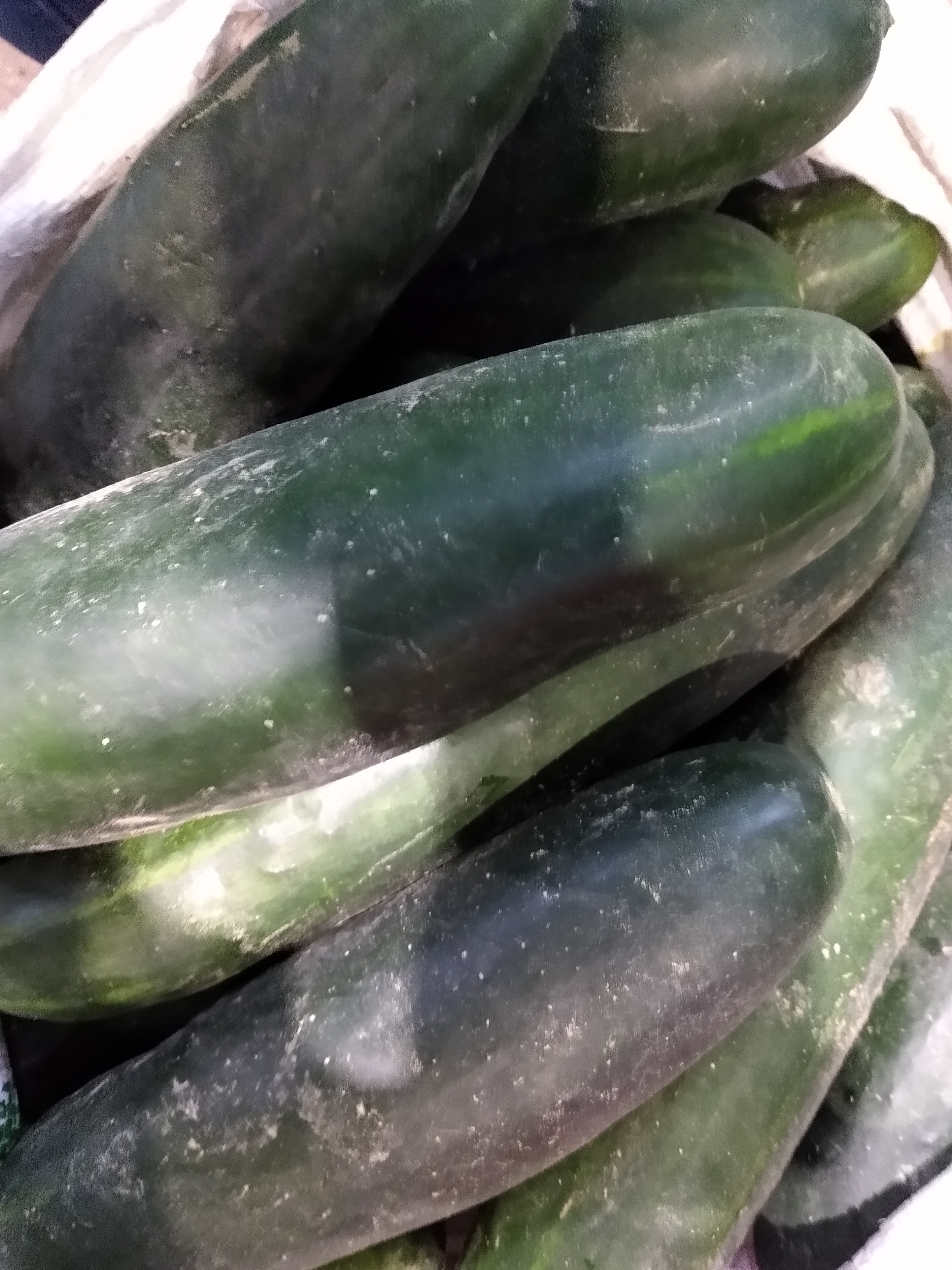 Pepino cohombro