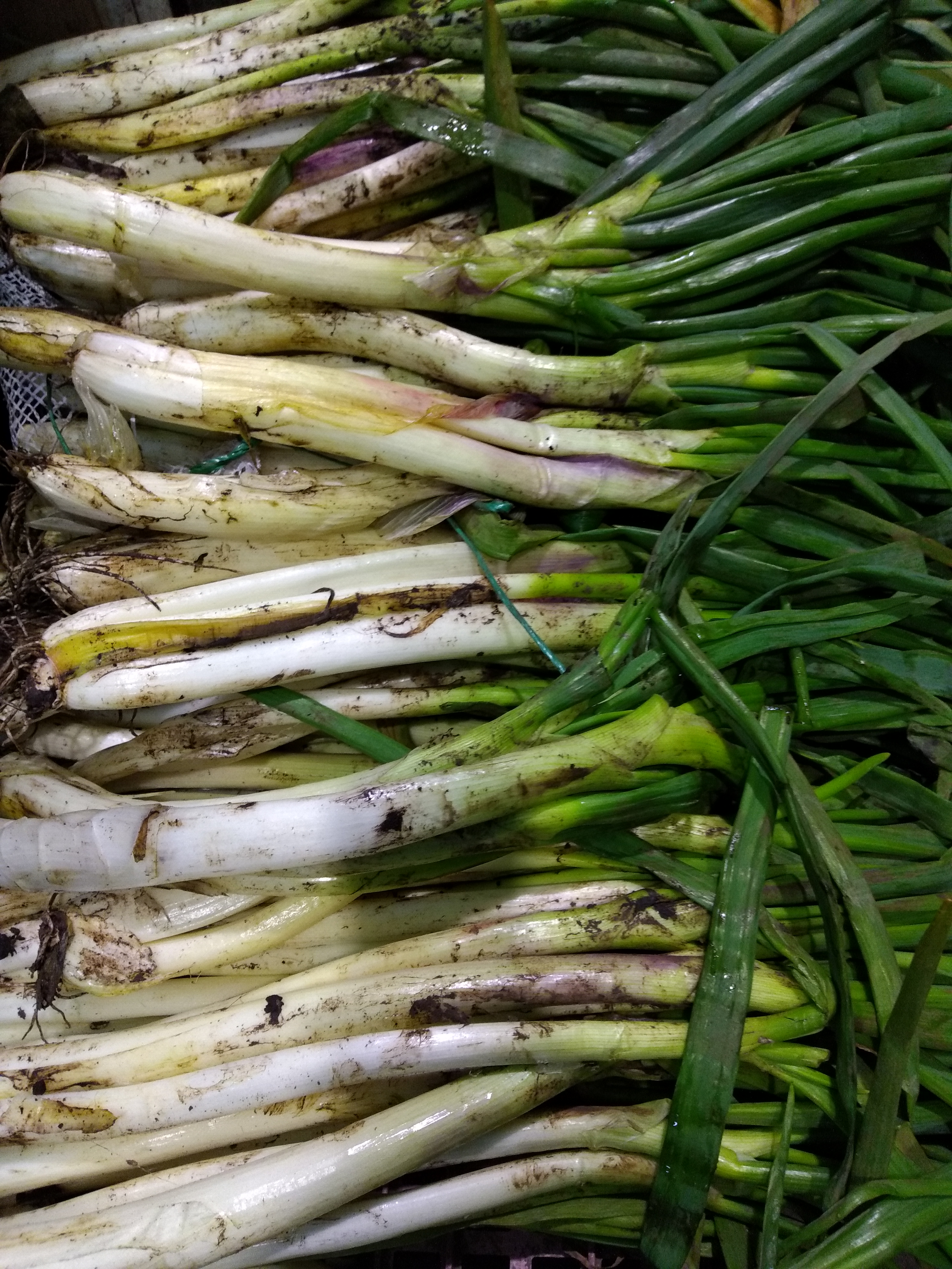 Cebolla larga