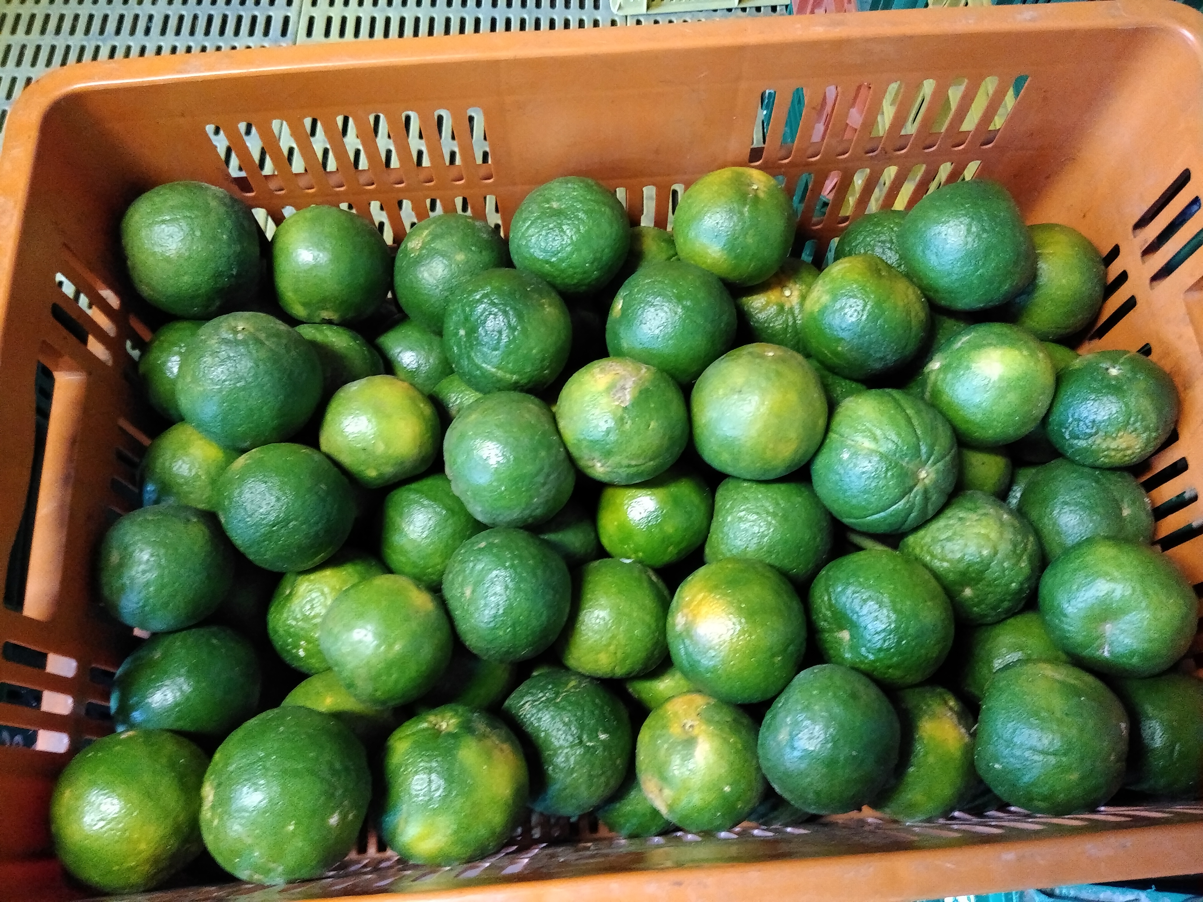 Mandarina