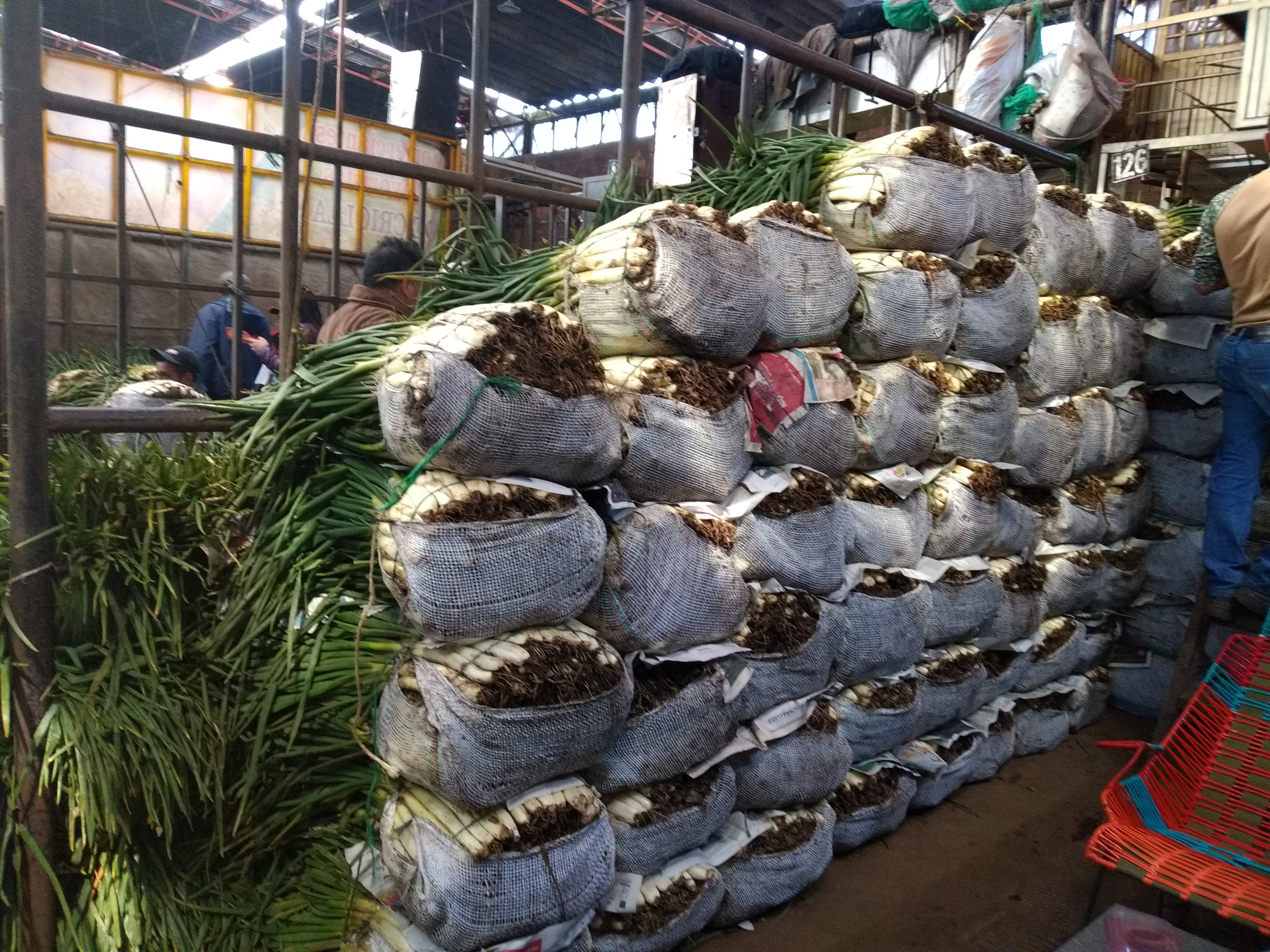 Cebolla larga buena × 30 kl