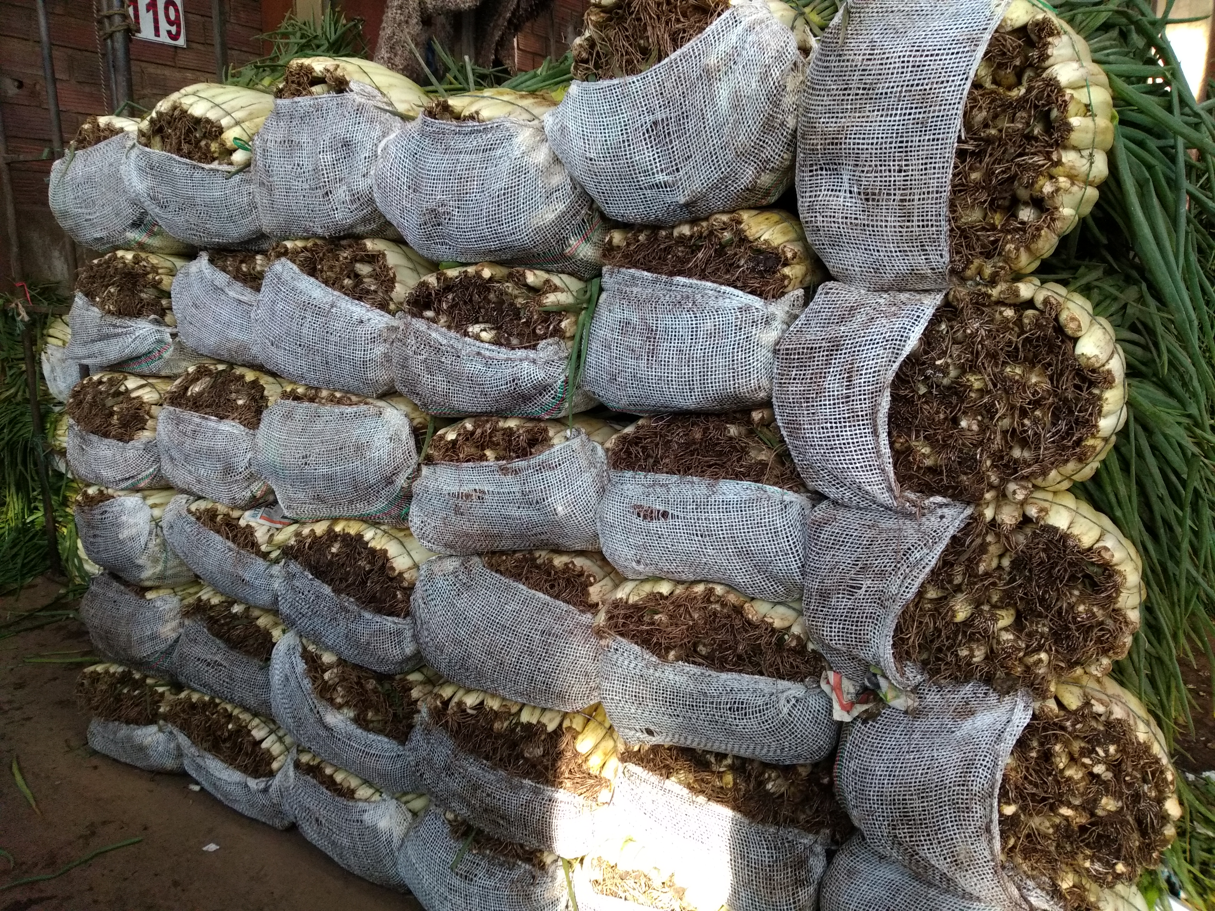 Cebolla larga × 28 kl