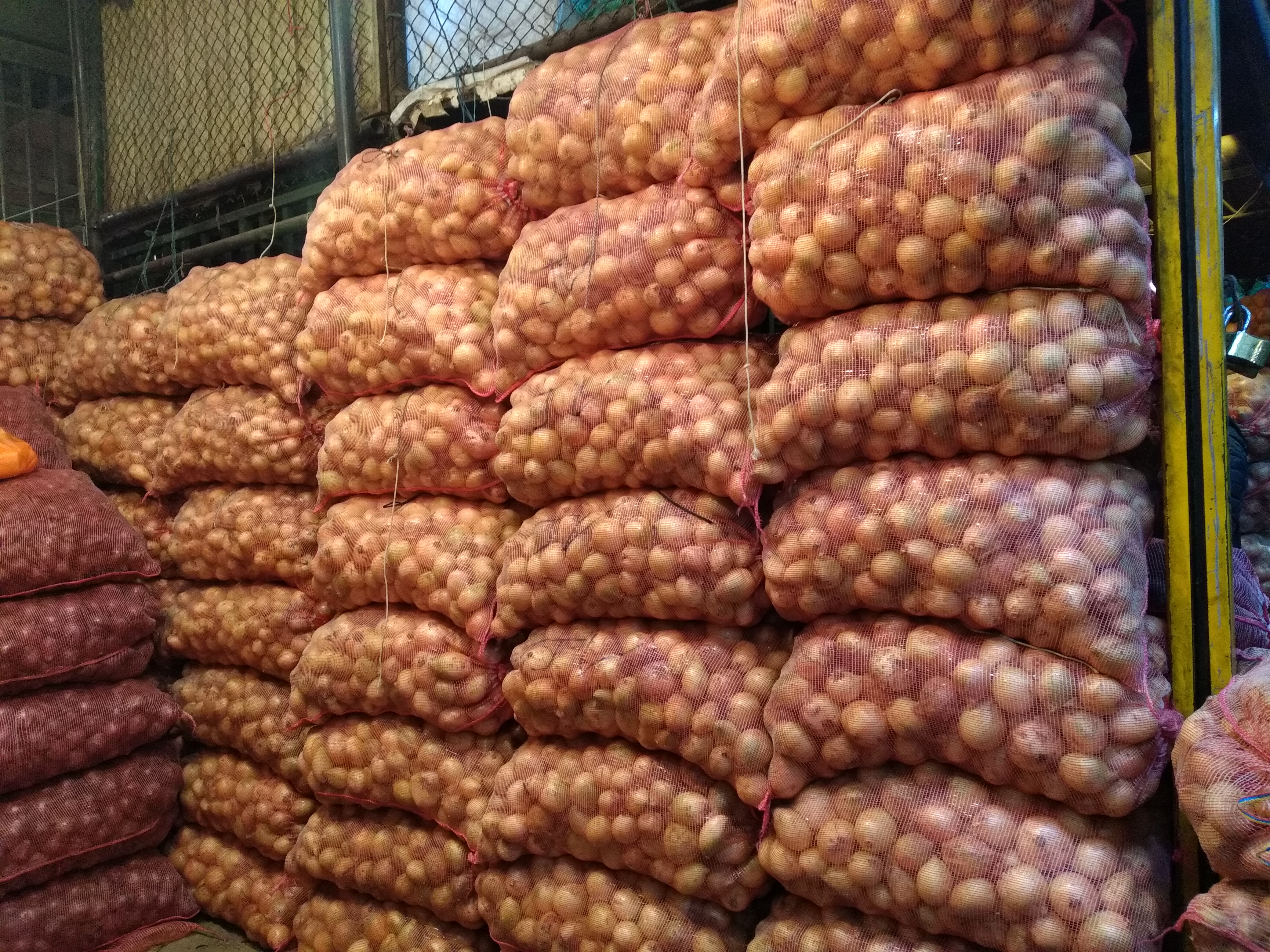 Cebolla cabezona pareja × 50 kilos