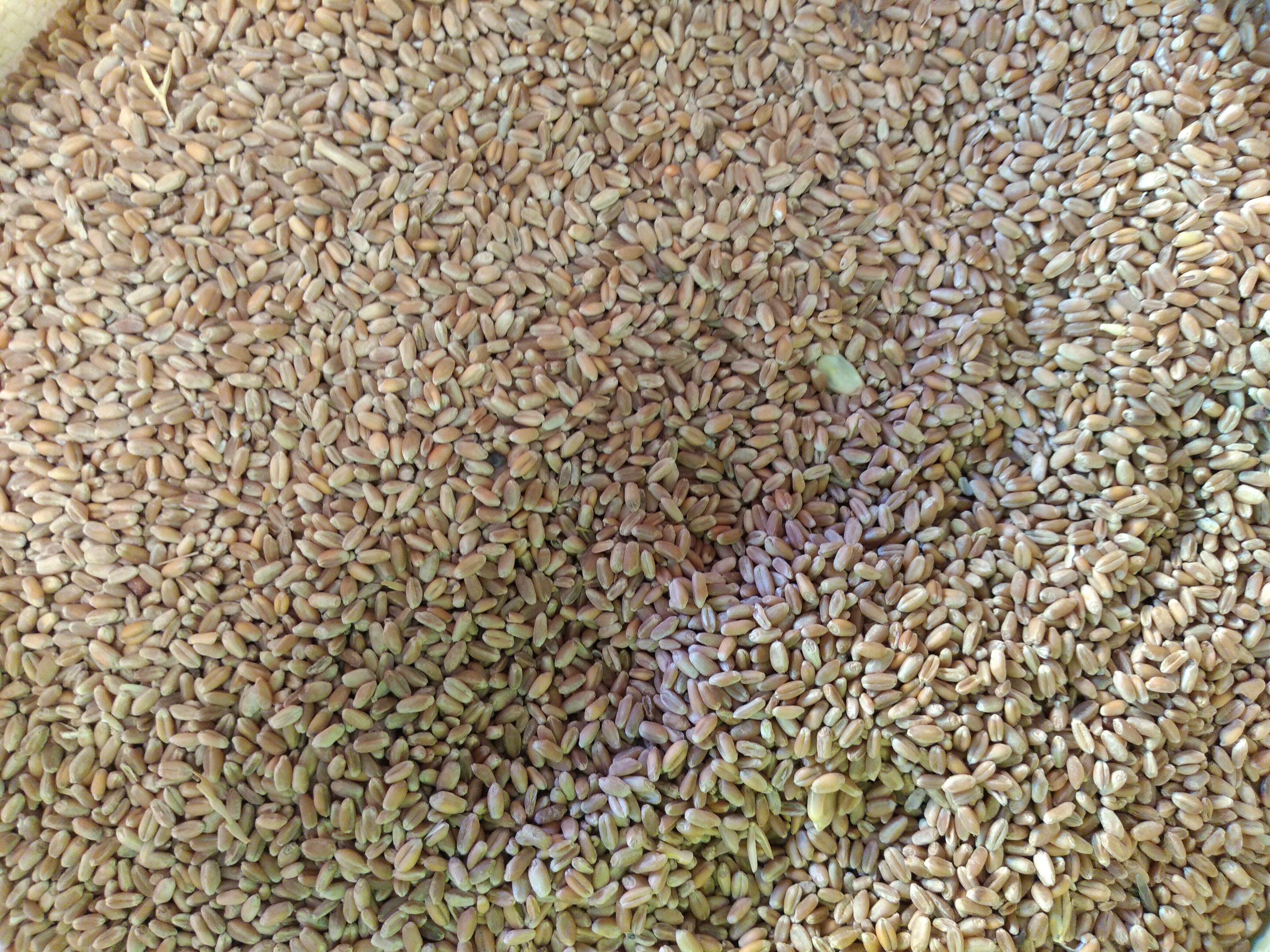 Soya