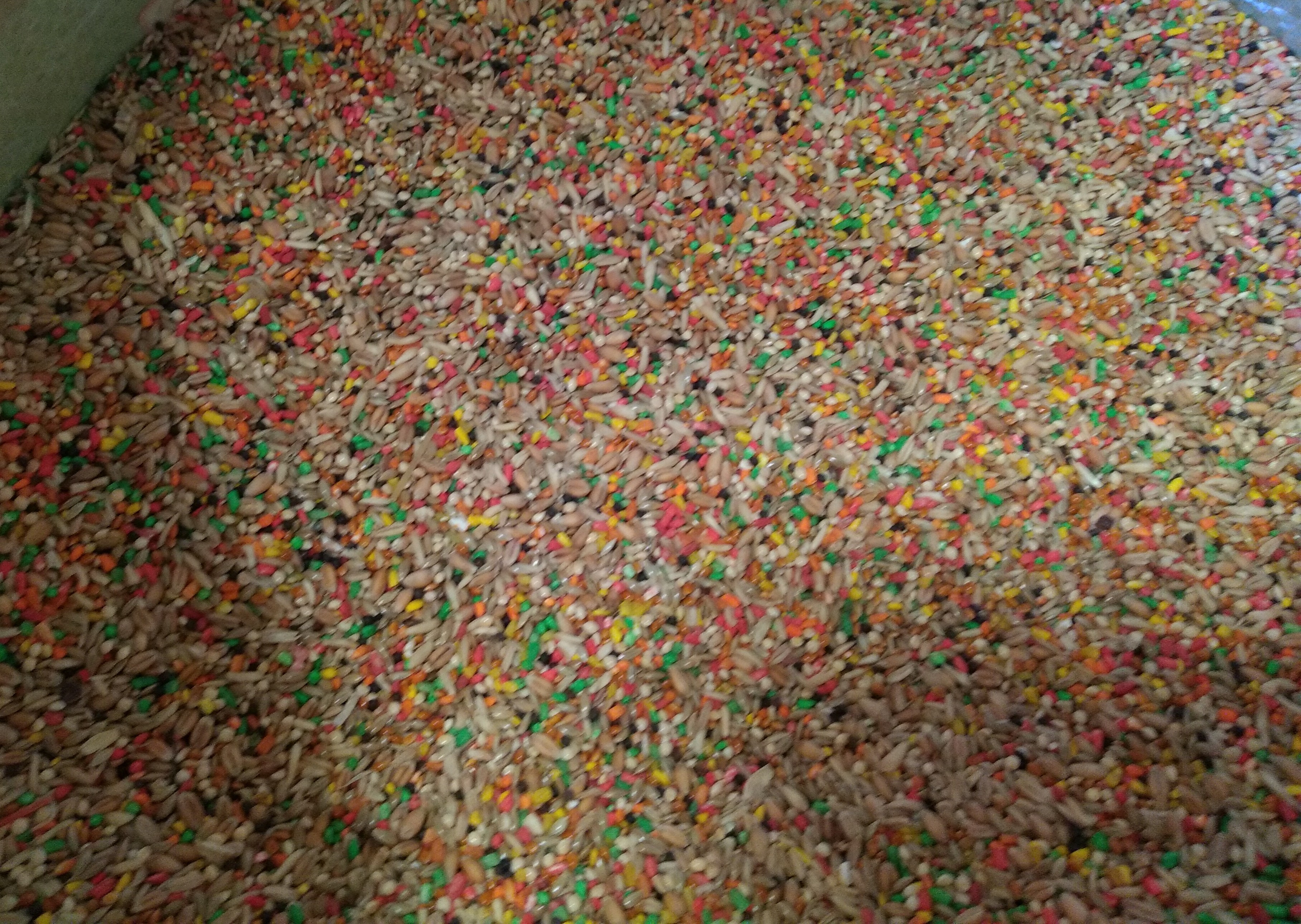 Alpiste vitaminado
