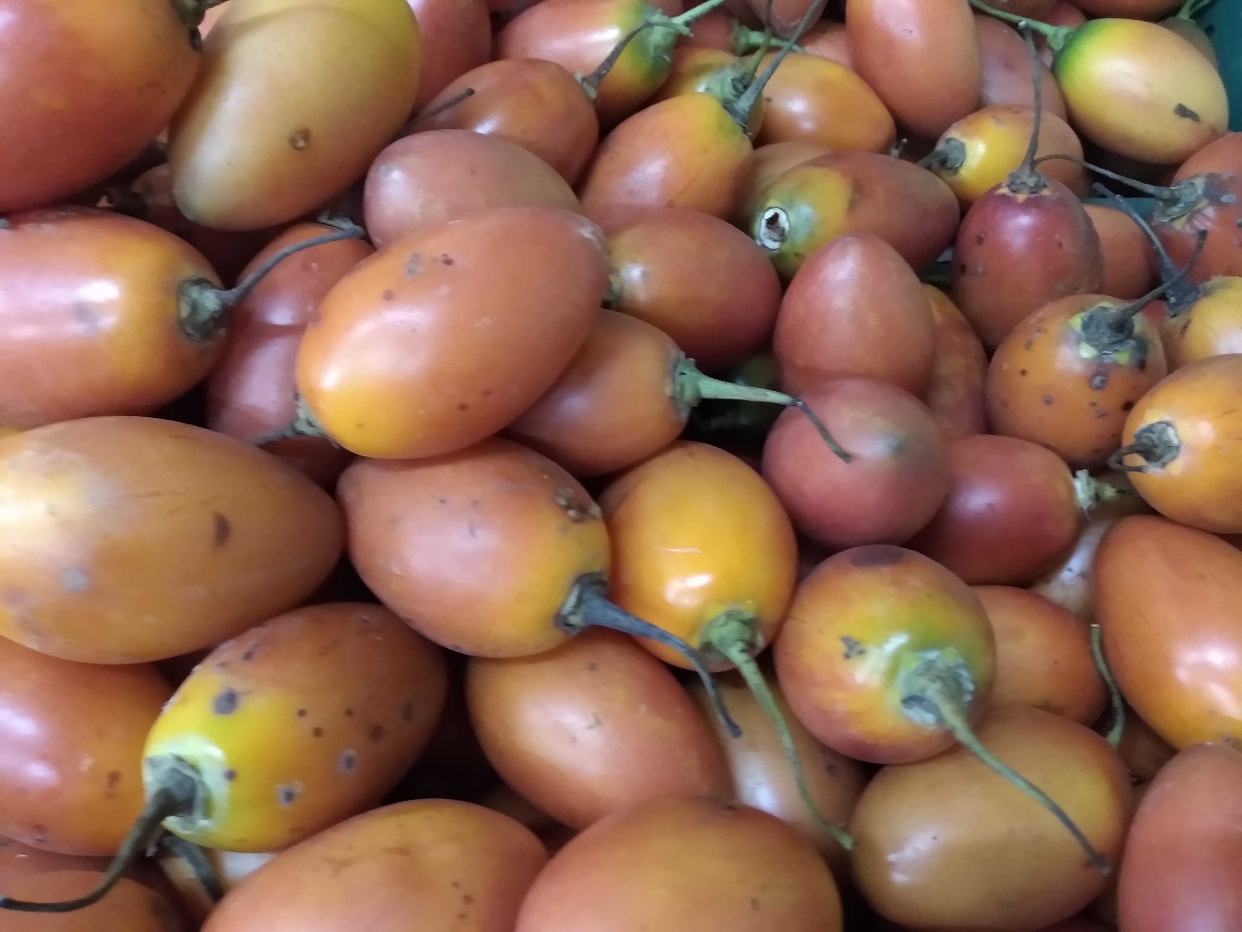 Tomate de árbol