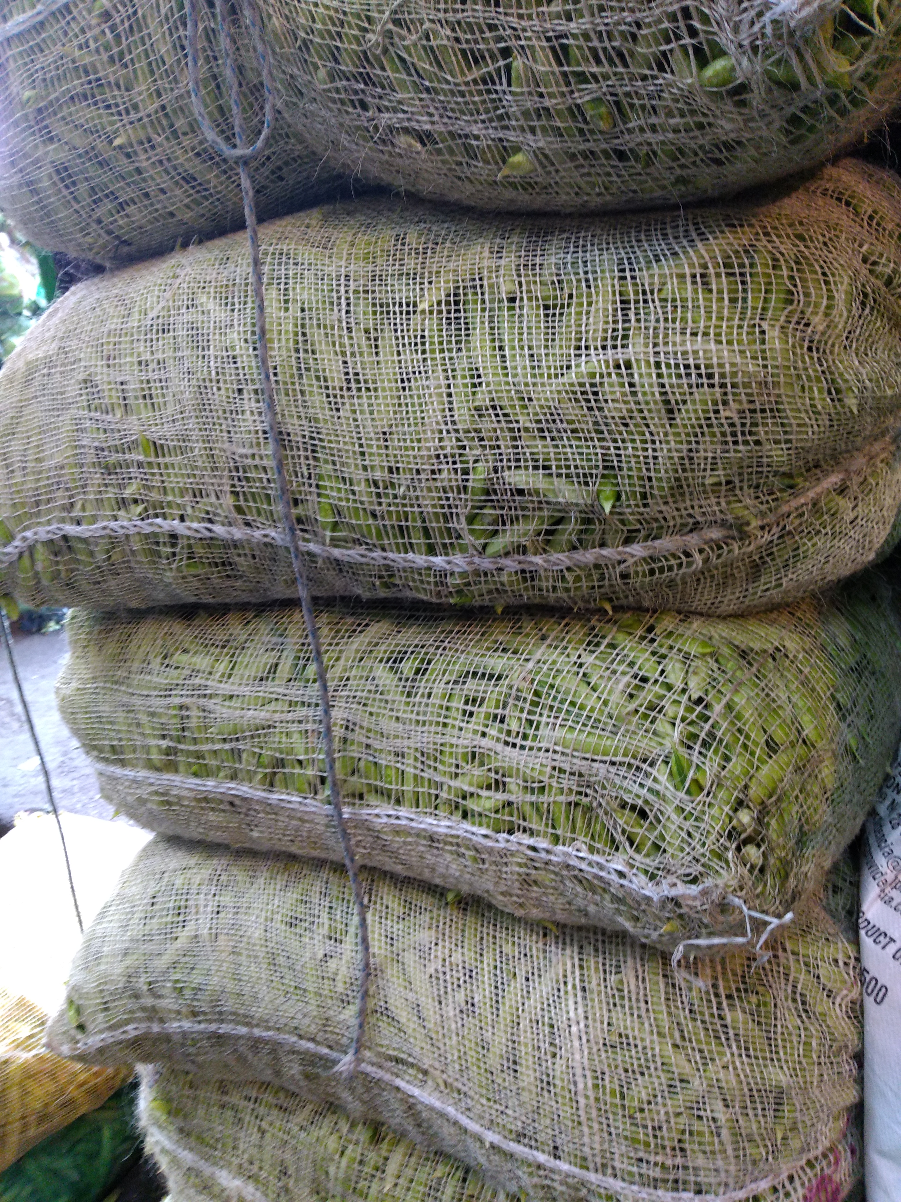 Arveja san isidro × 48 kl
