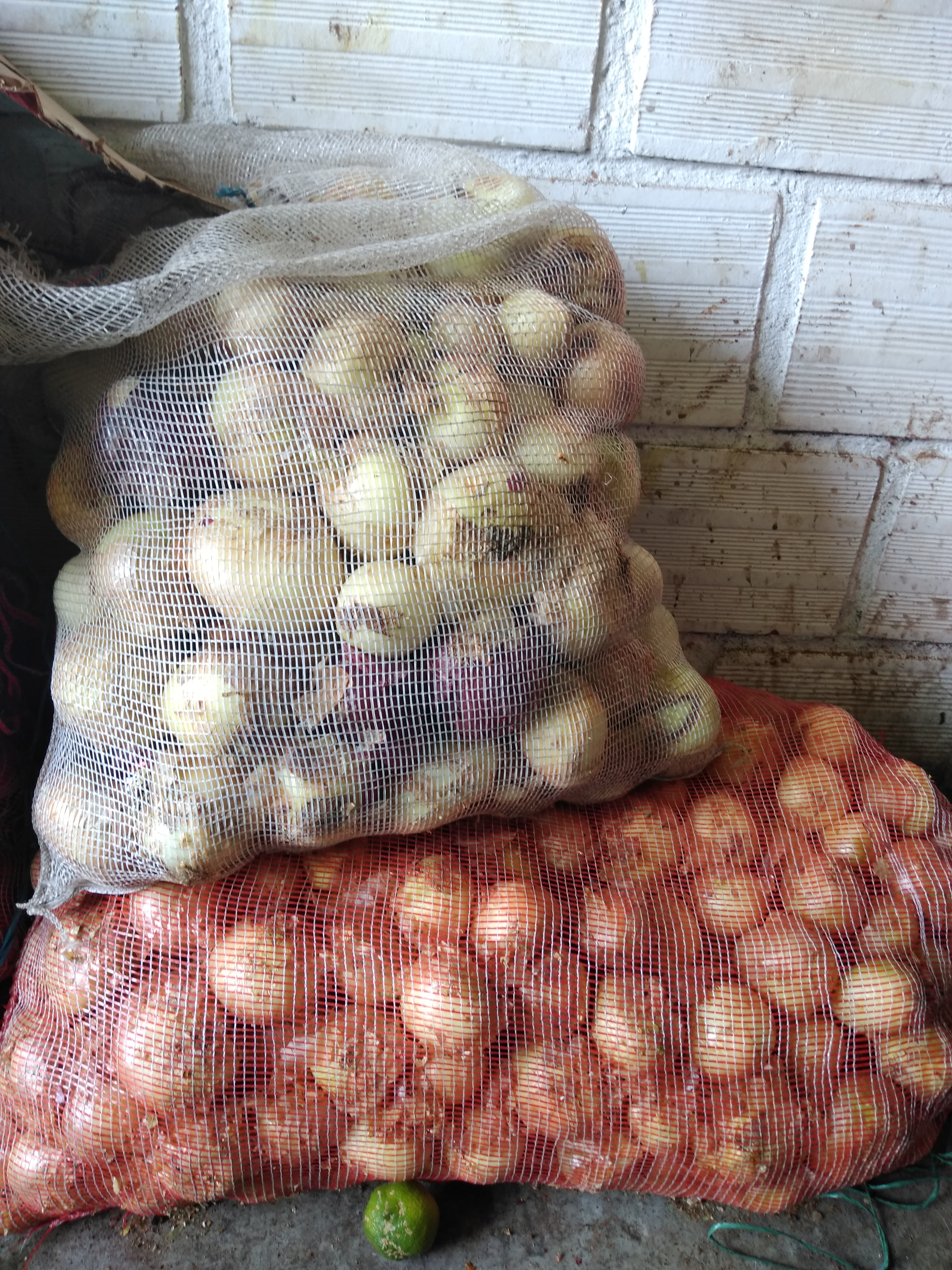 Cebolla huevo blanca