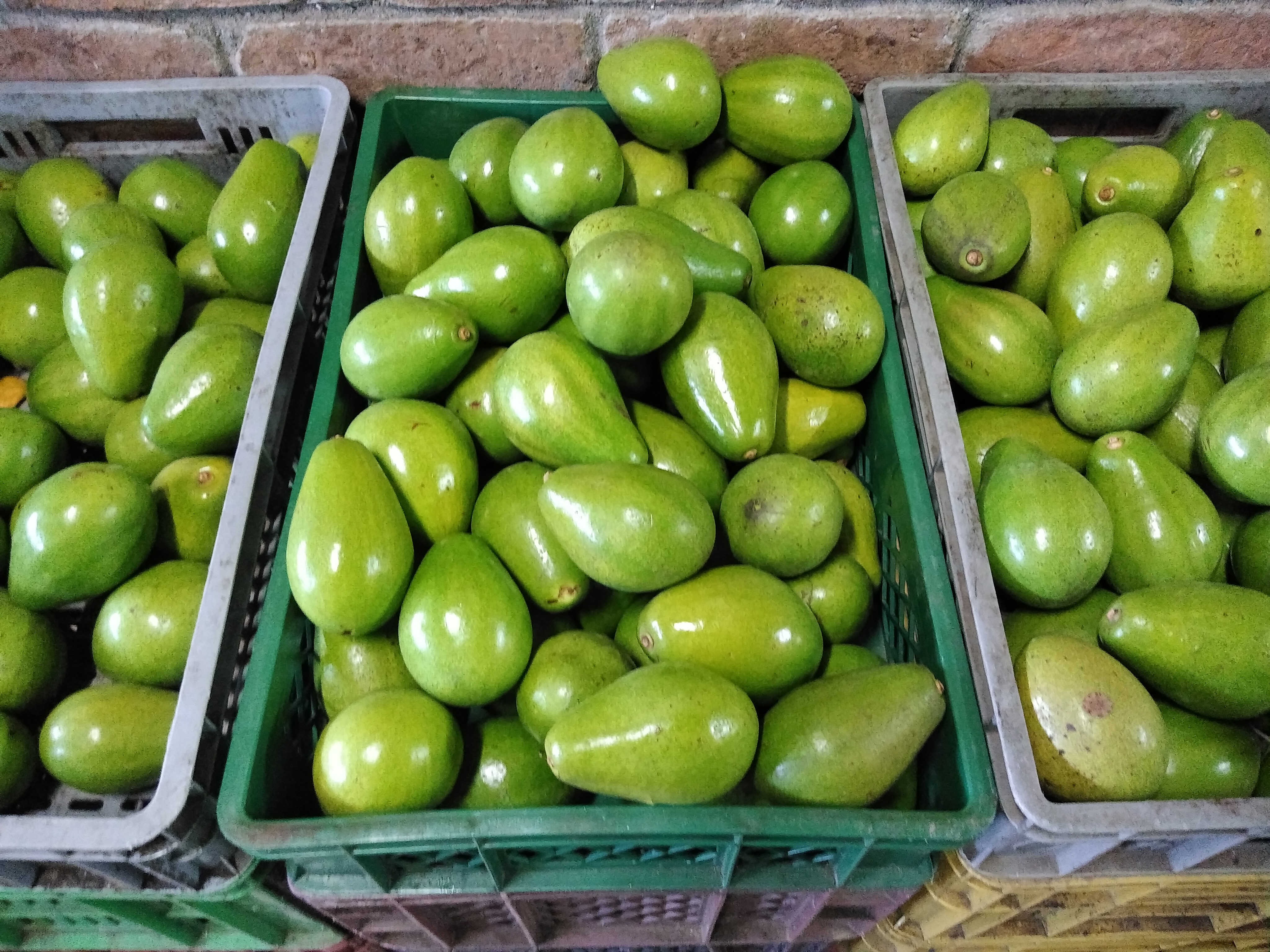 Aguacate papelillo
