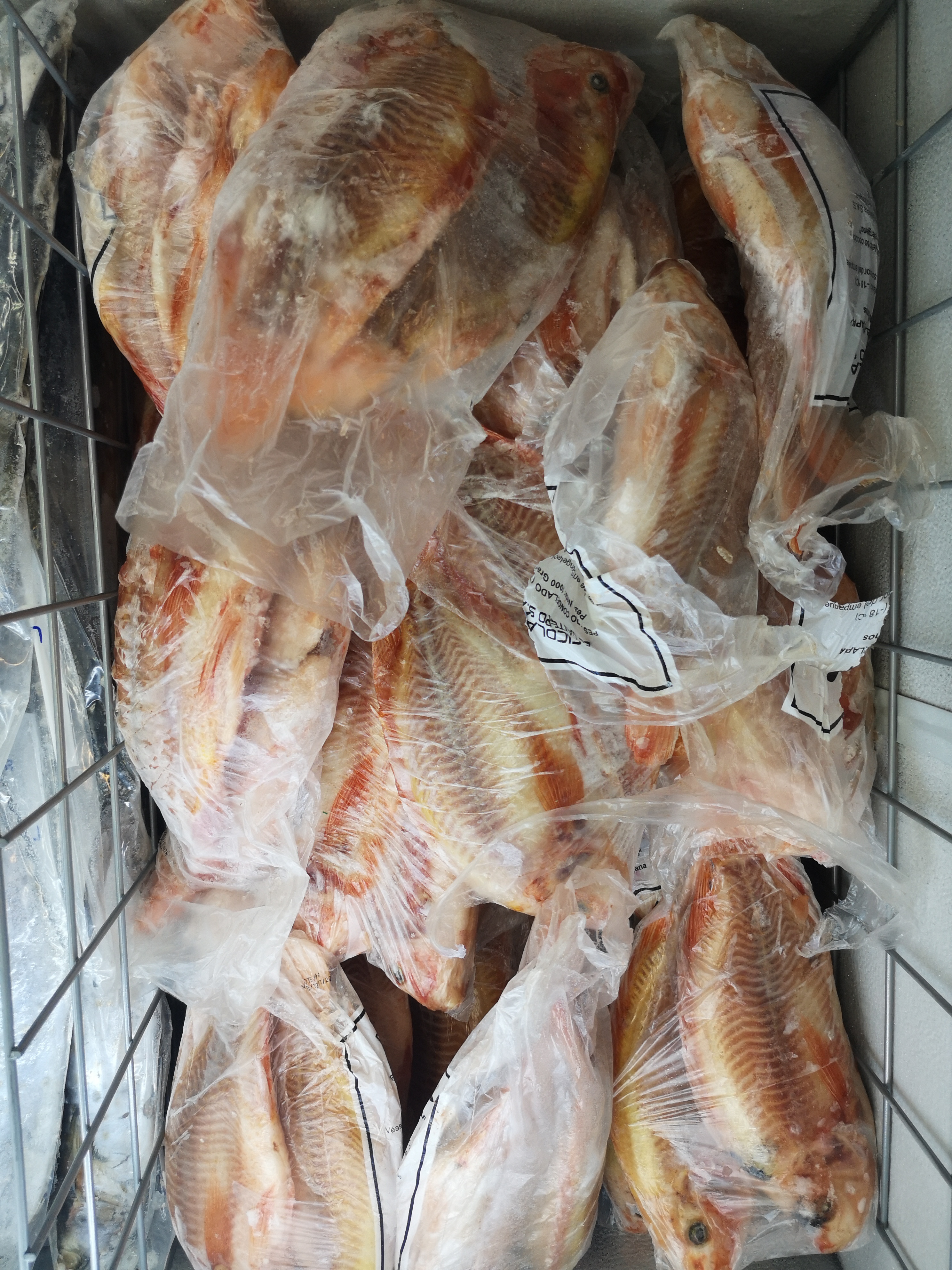 Tilapia Roja /pescado
