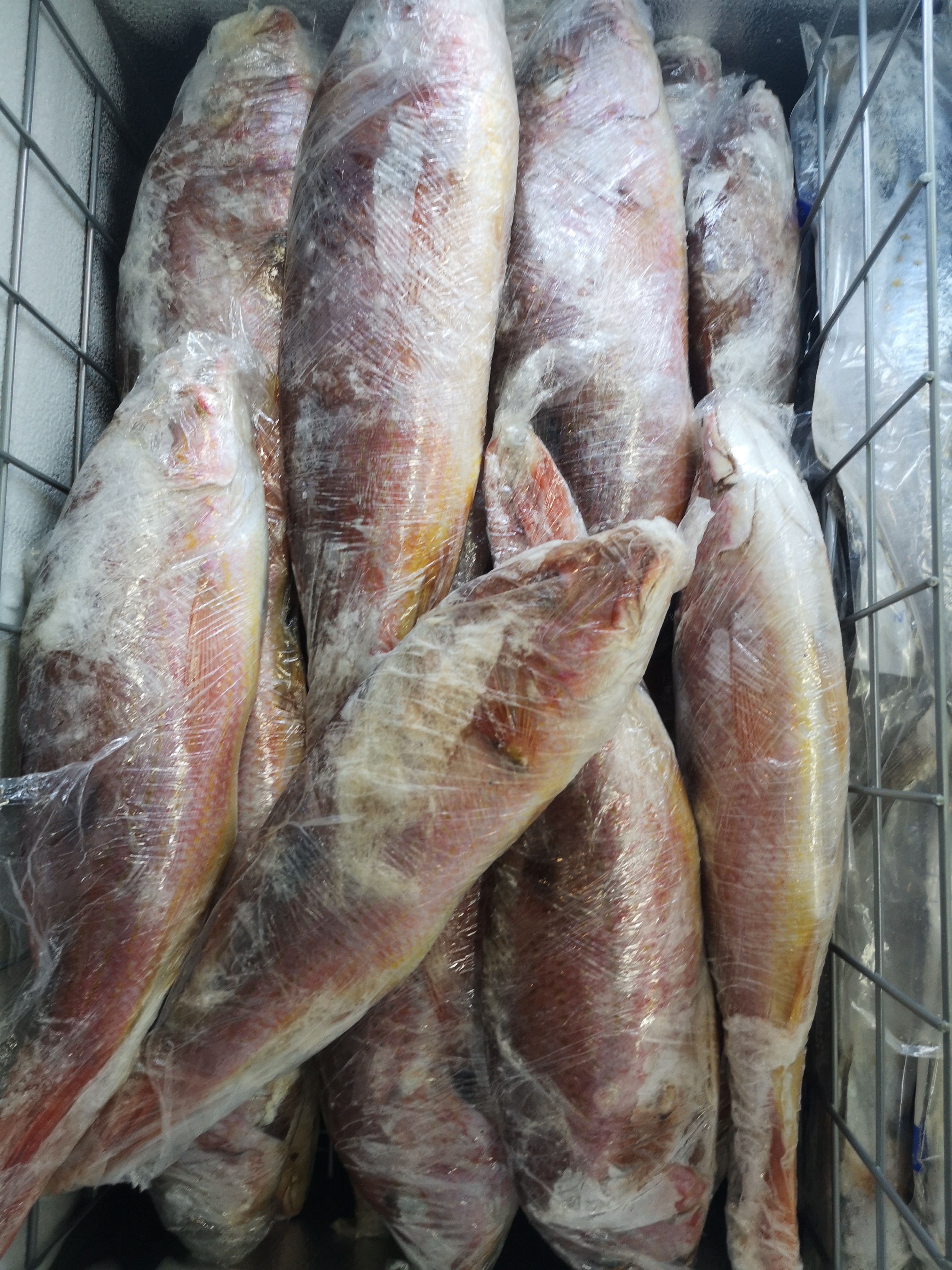 Pescado Pargo Rojo