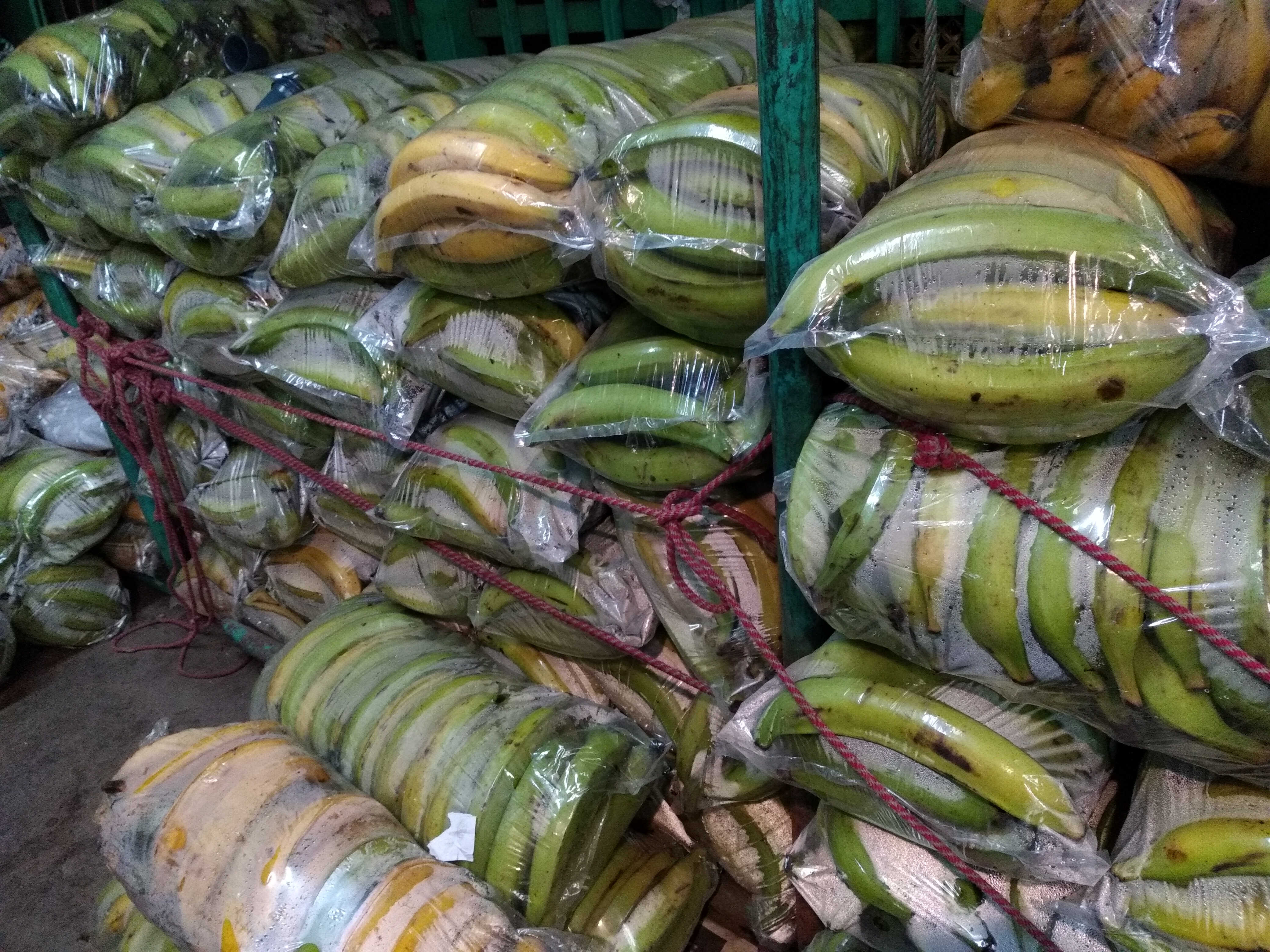 Plátano extra llanero × 20 kl