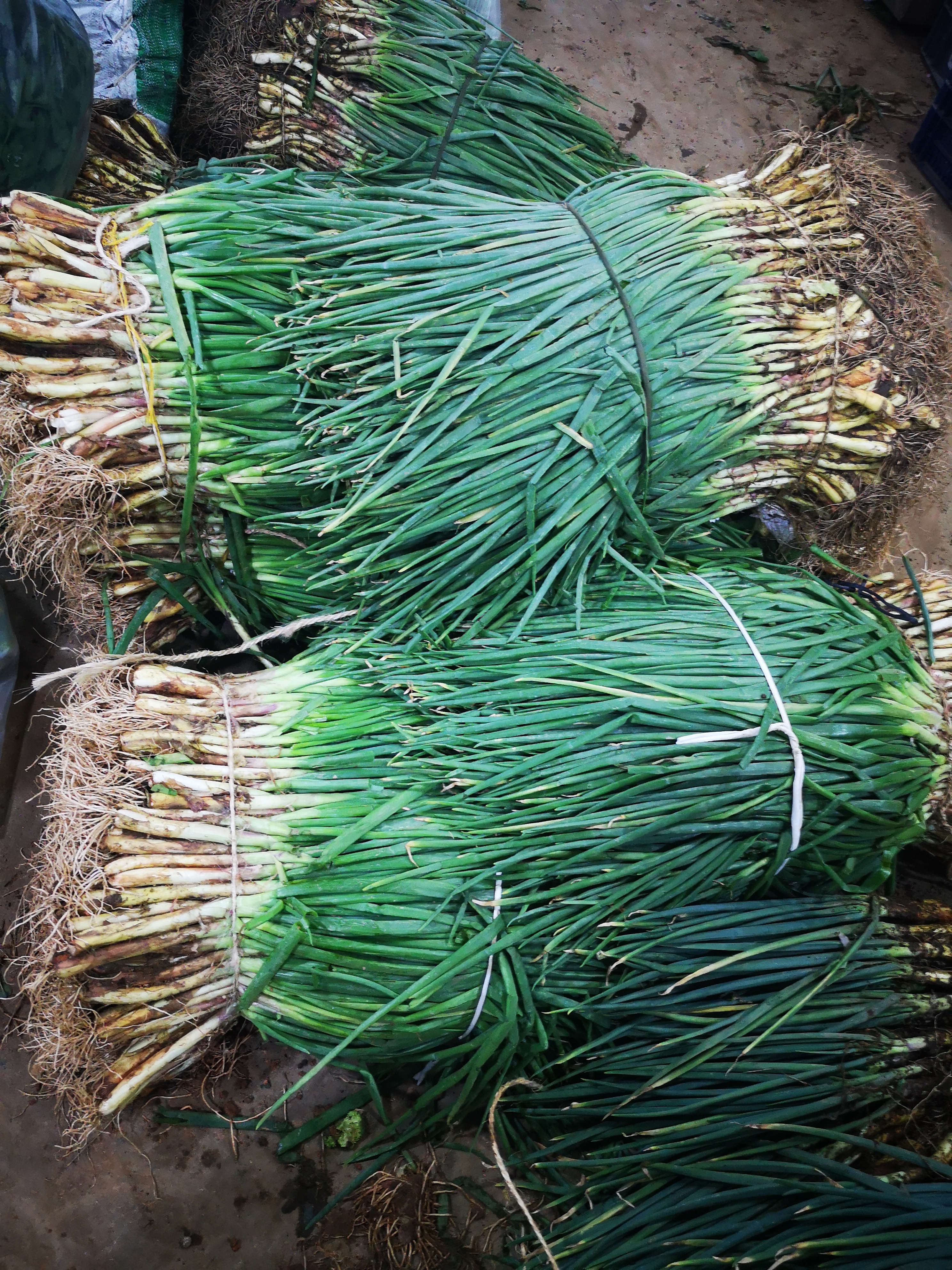 Cebolla de Rama
