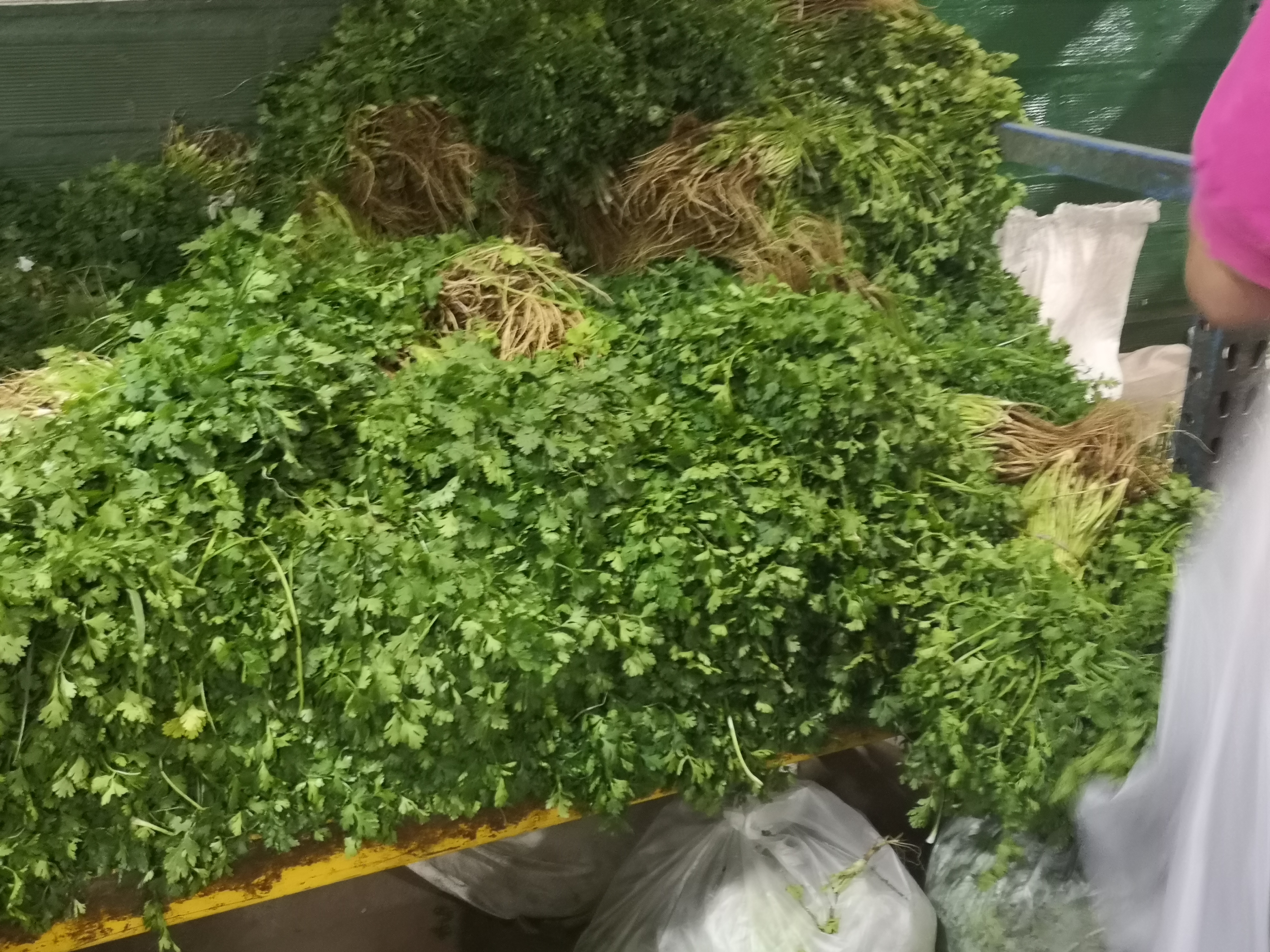 Cilantro
