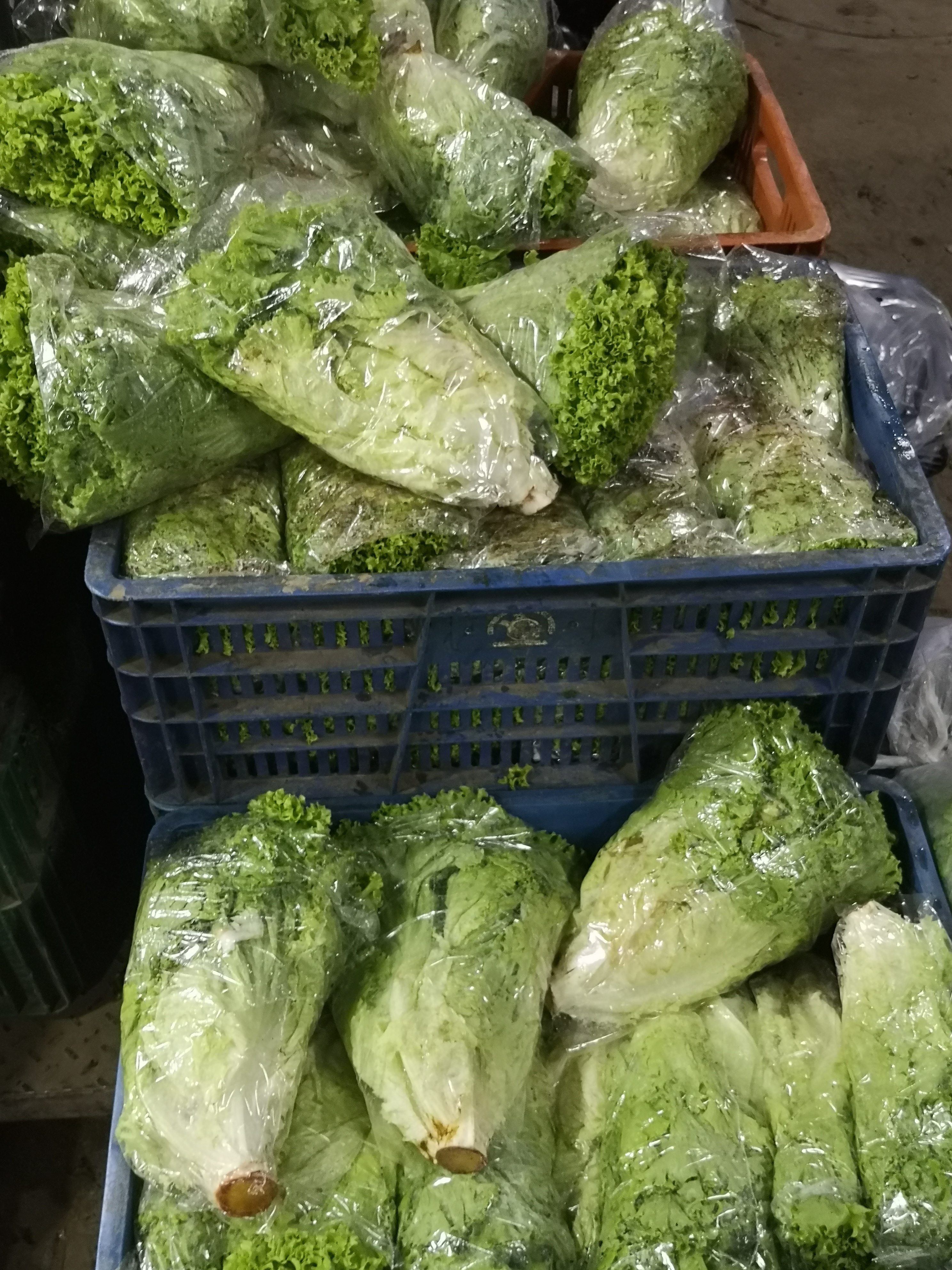 Lechuga crespa