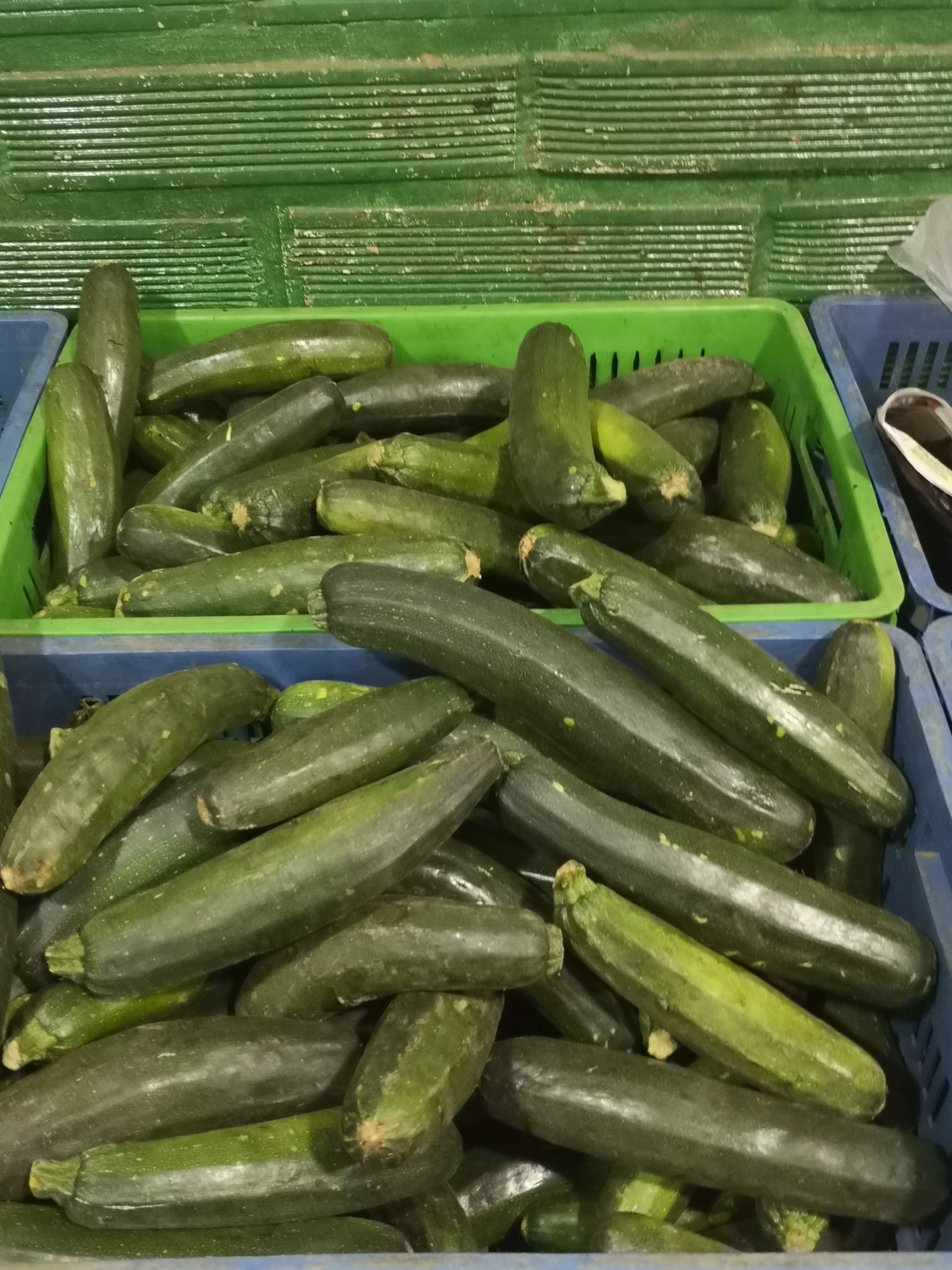 Pepino zucchini
