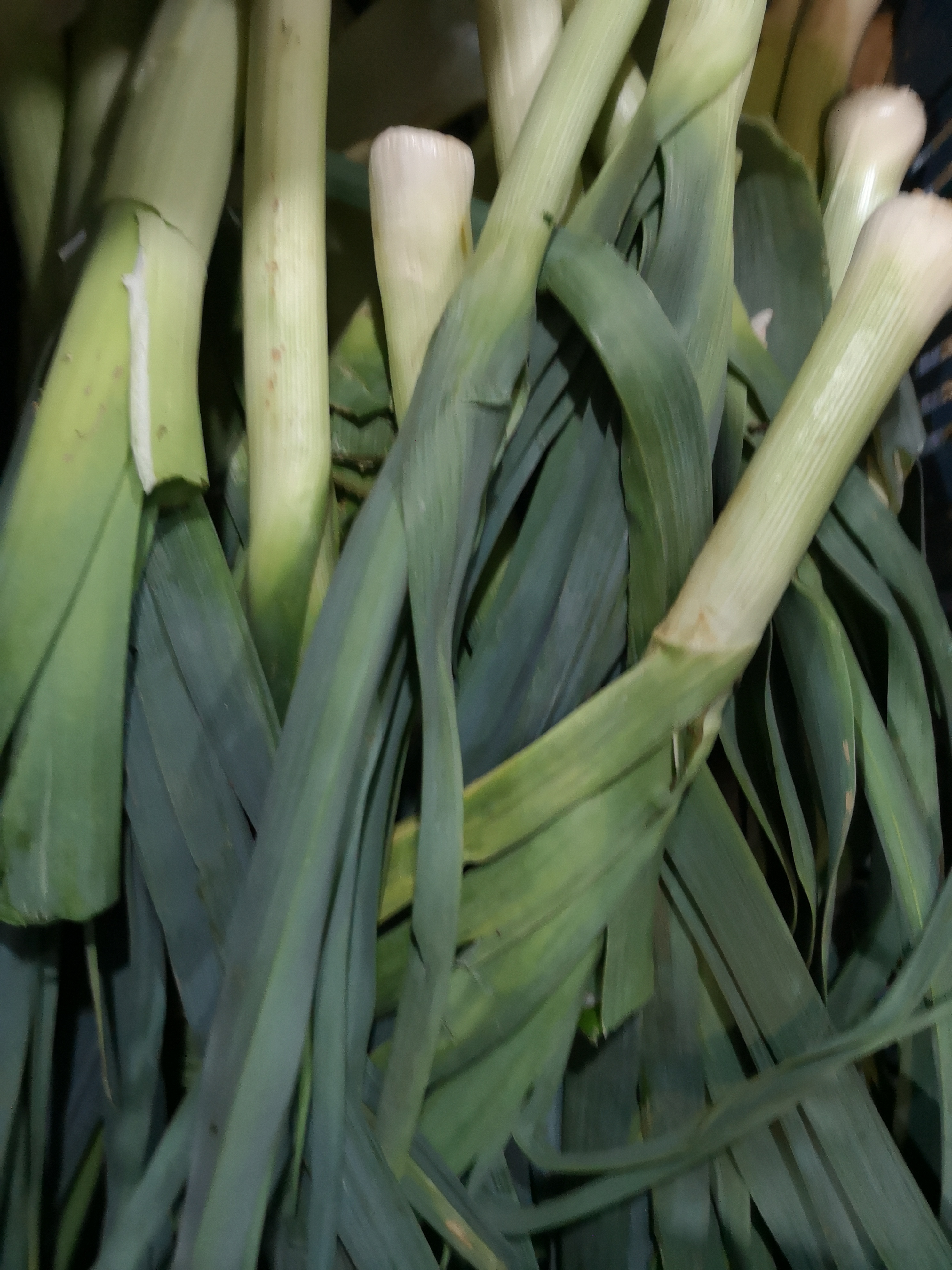 Cebolla Puerro