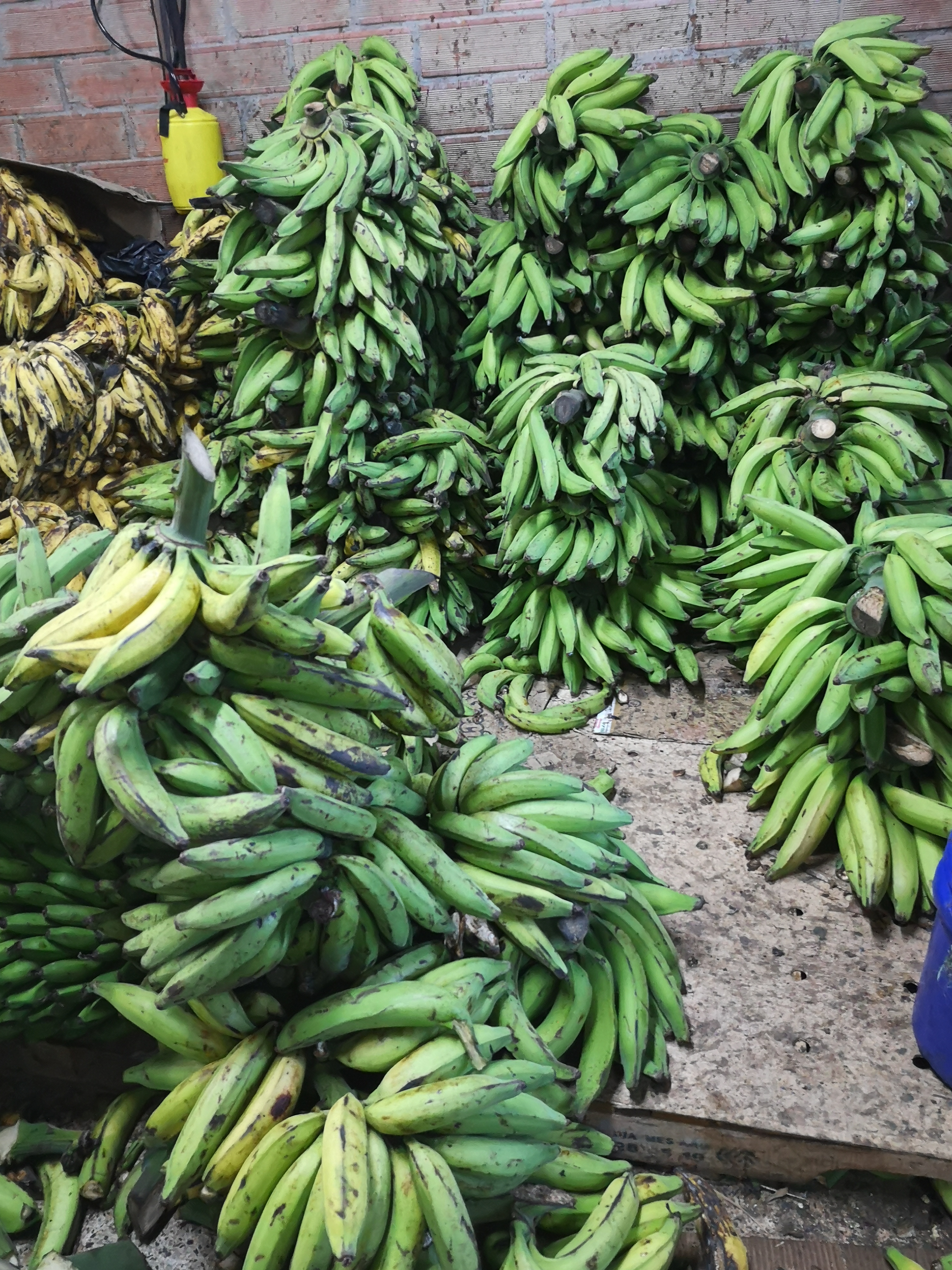 Platano Verde