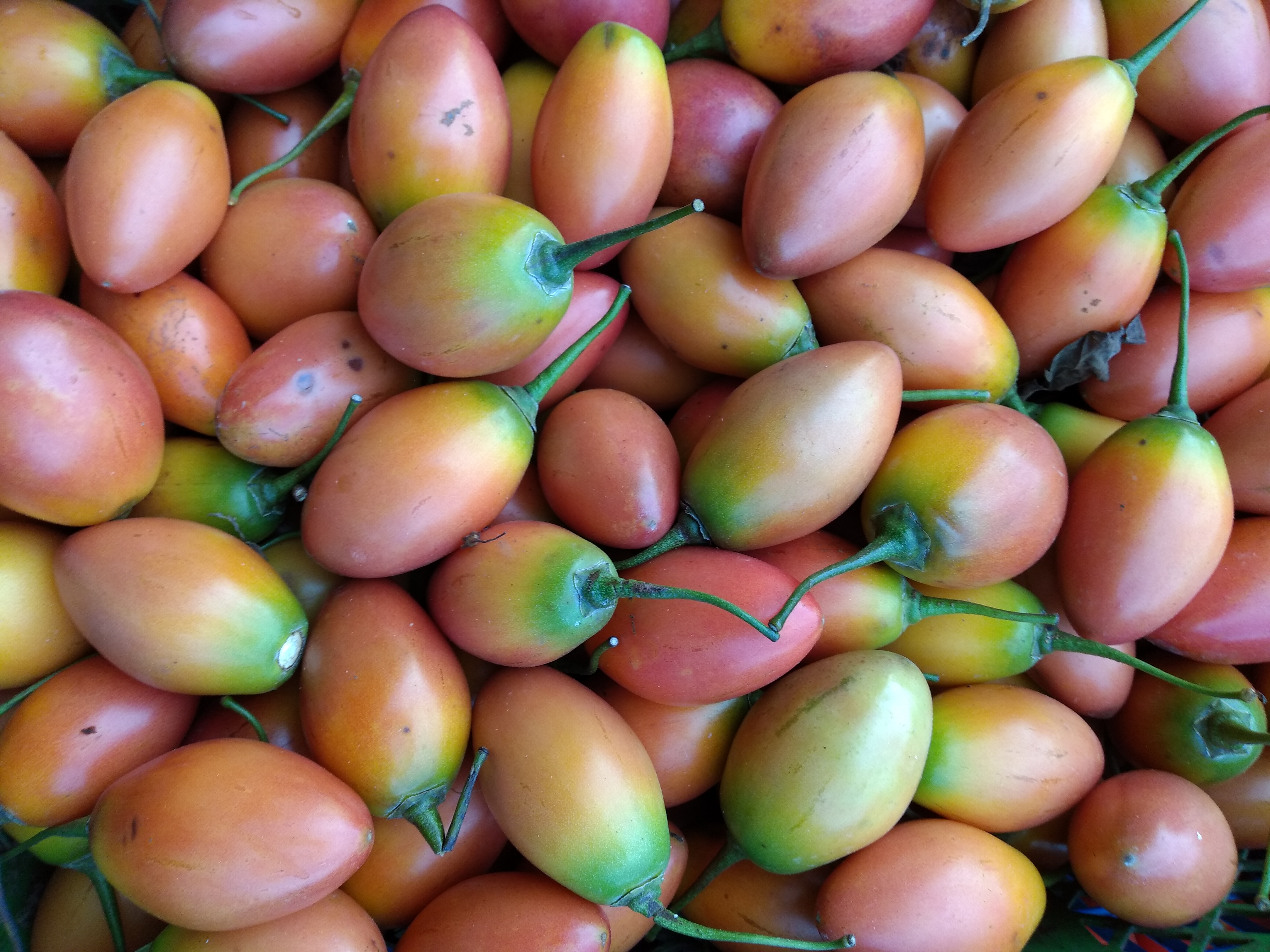 Tomate de árbol