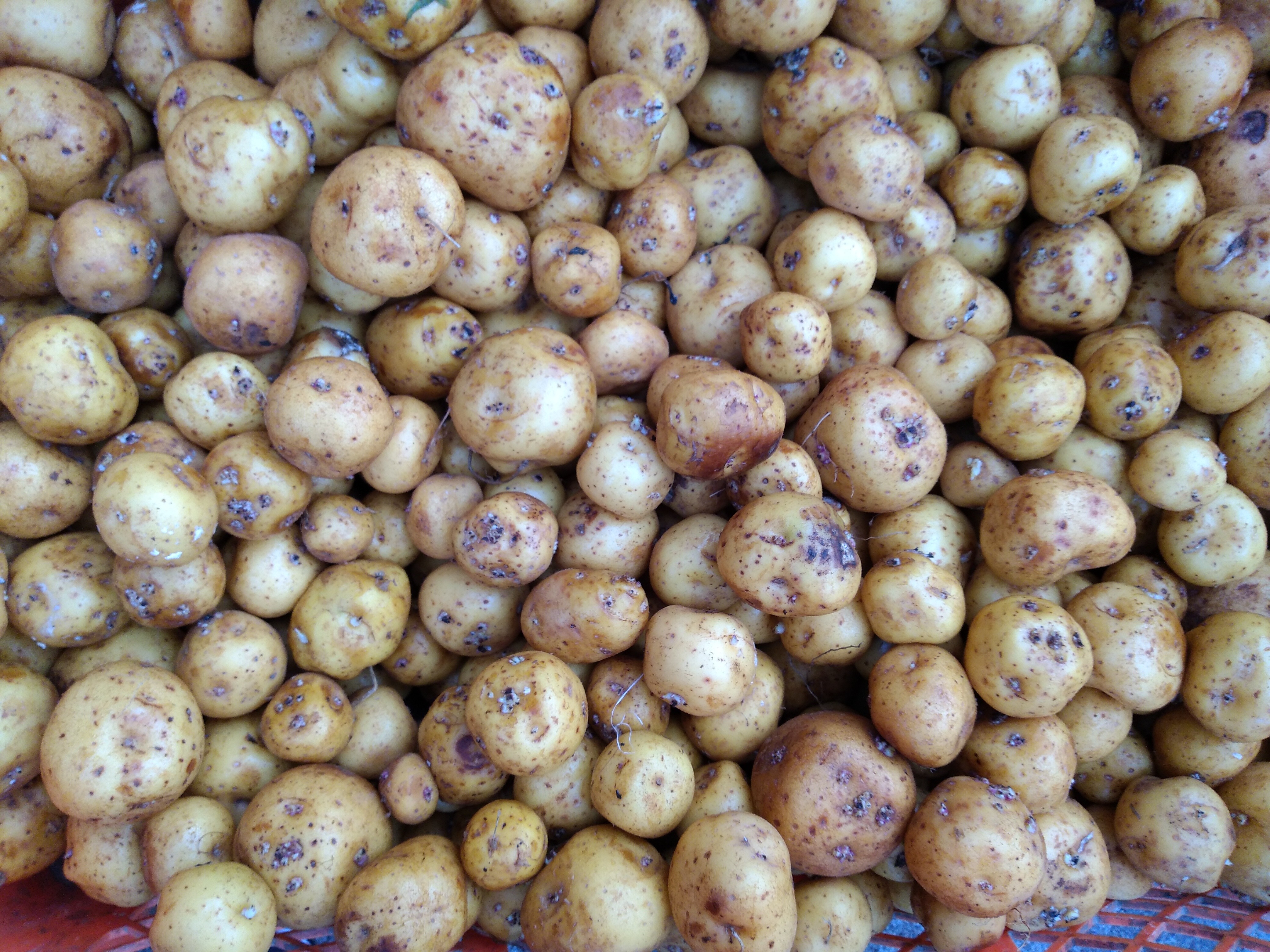 Papa criollo