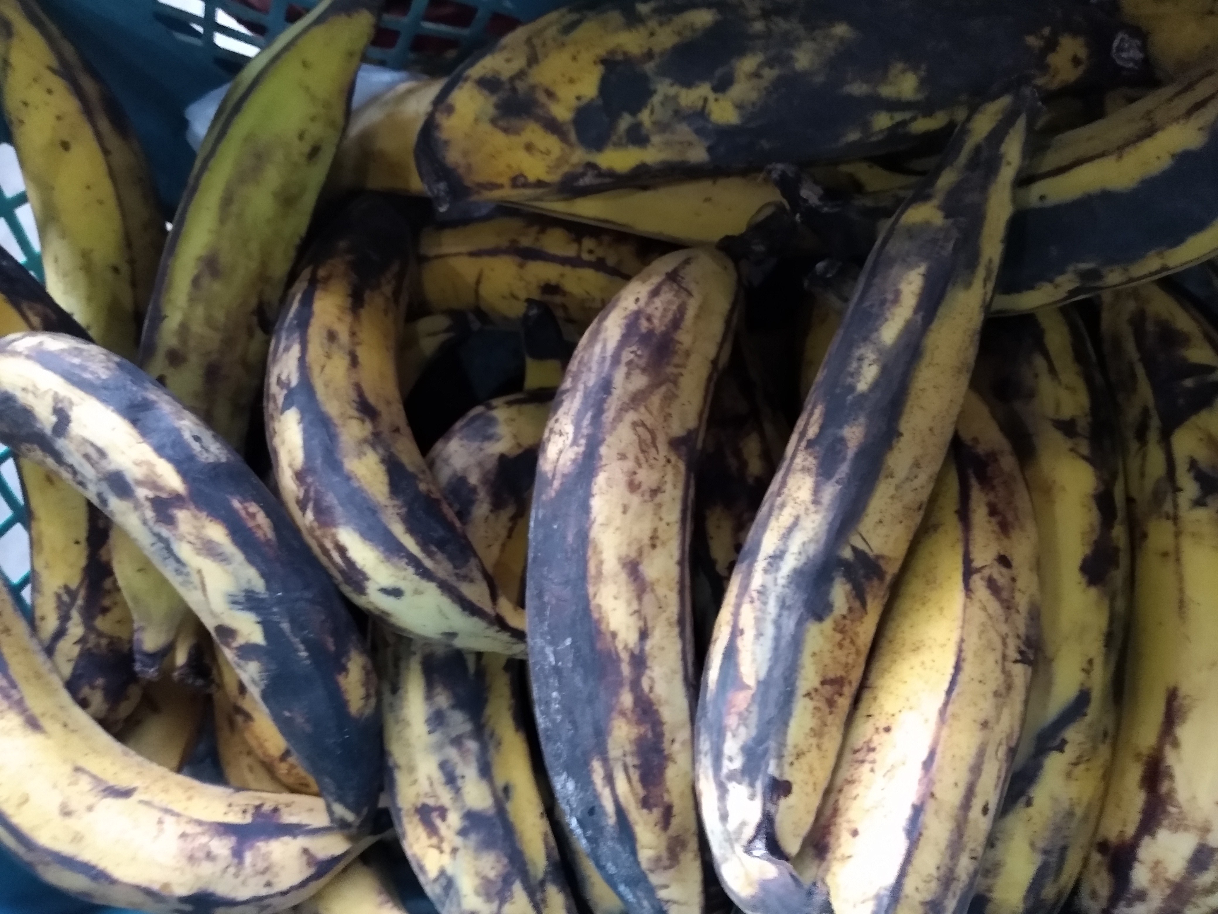 Plátano de 2da