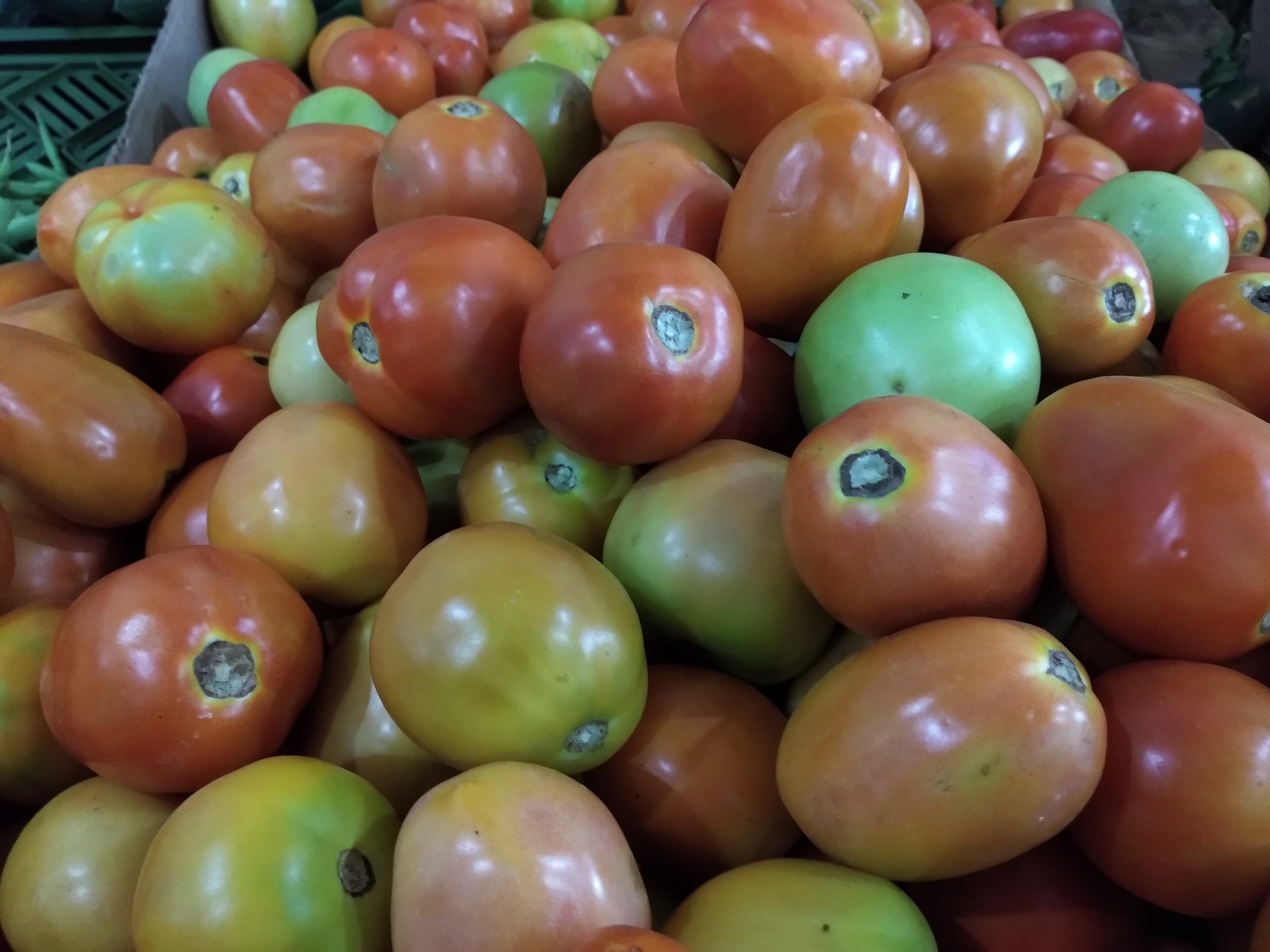 Tomate