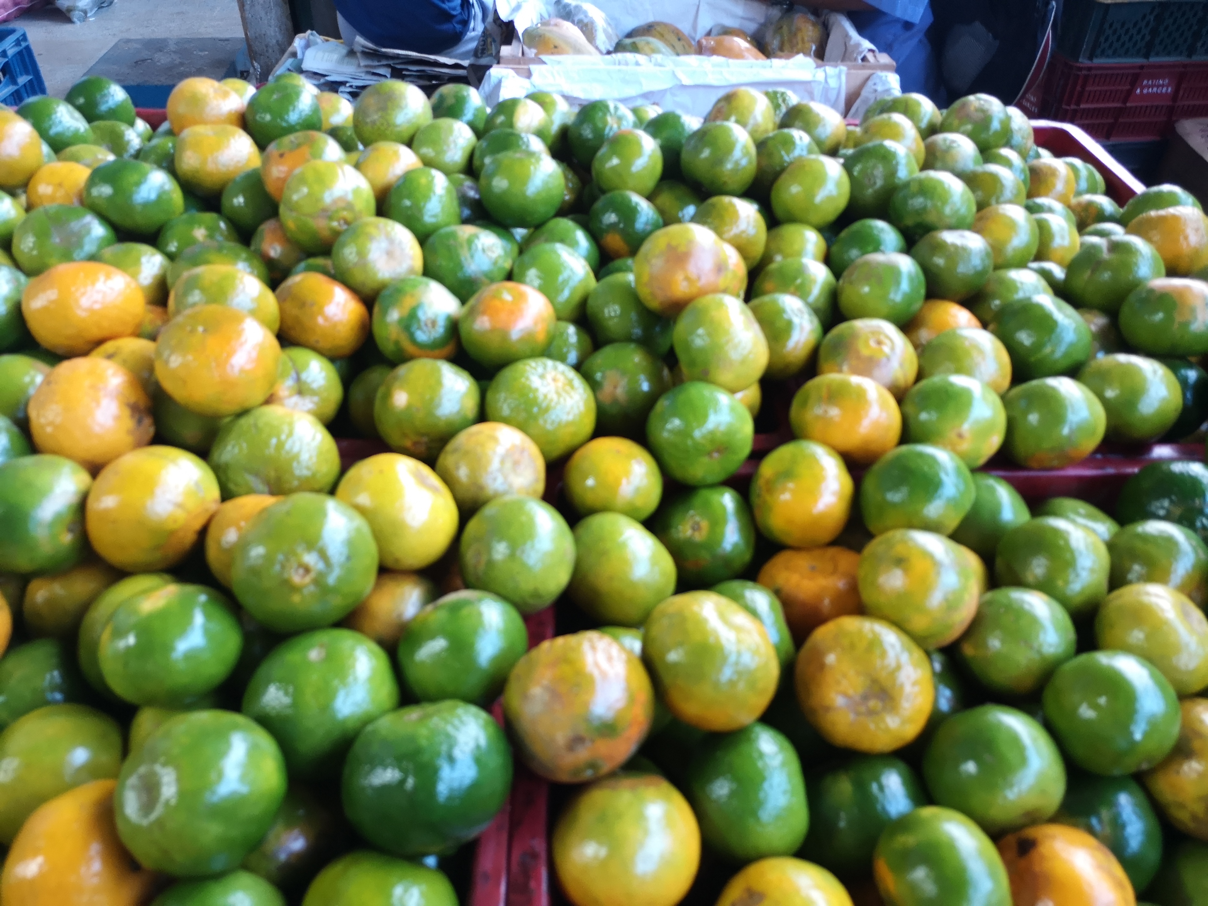 Mandarina
