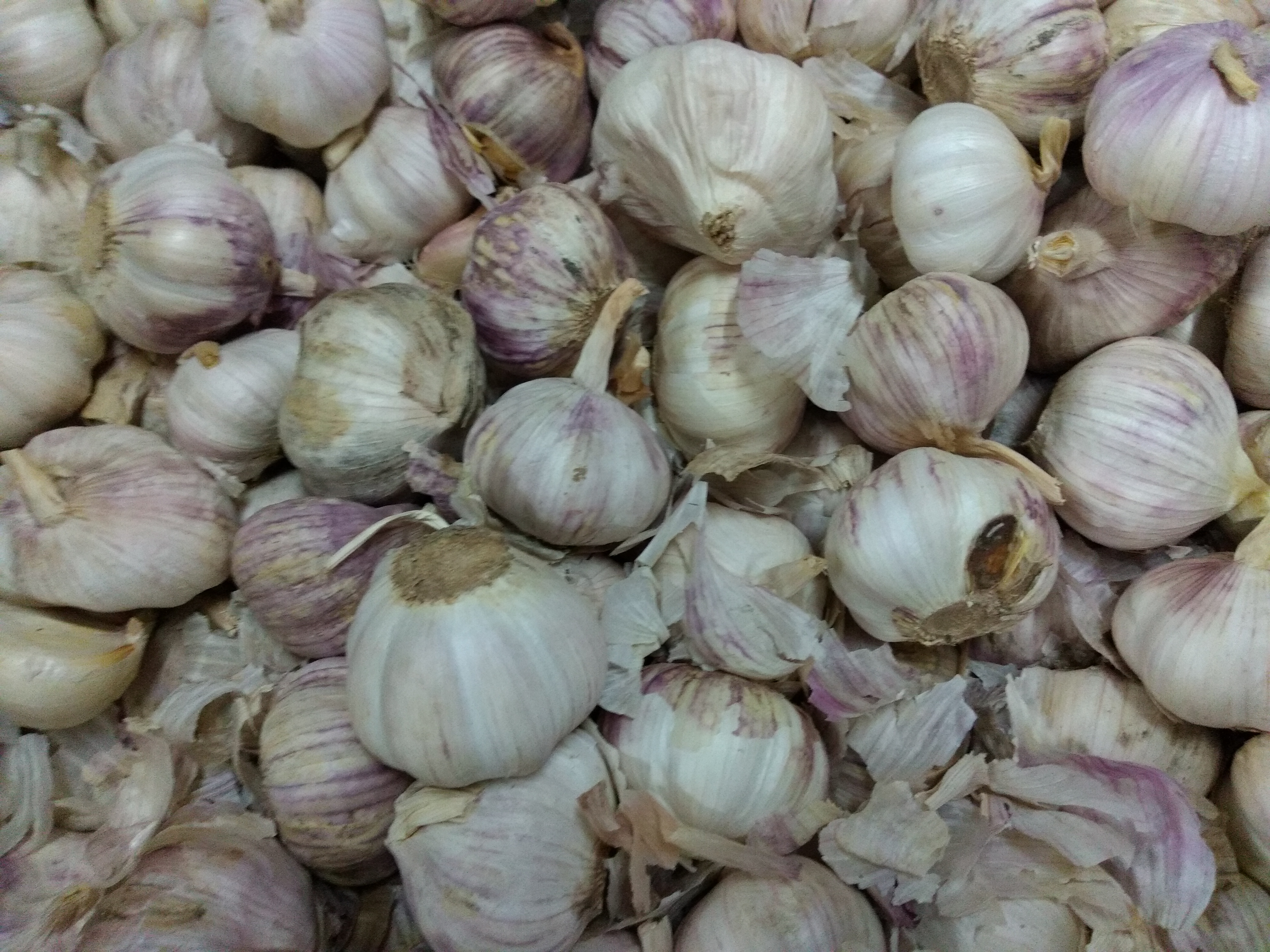 Ajo